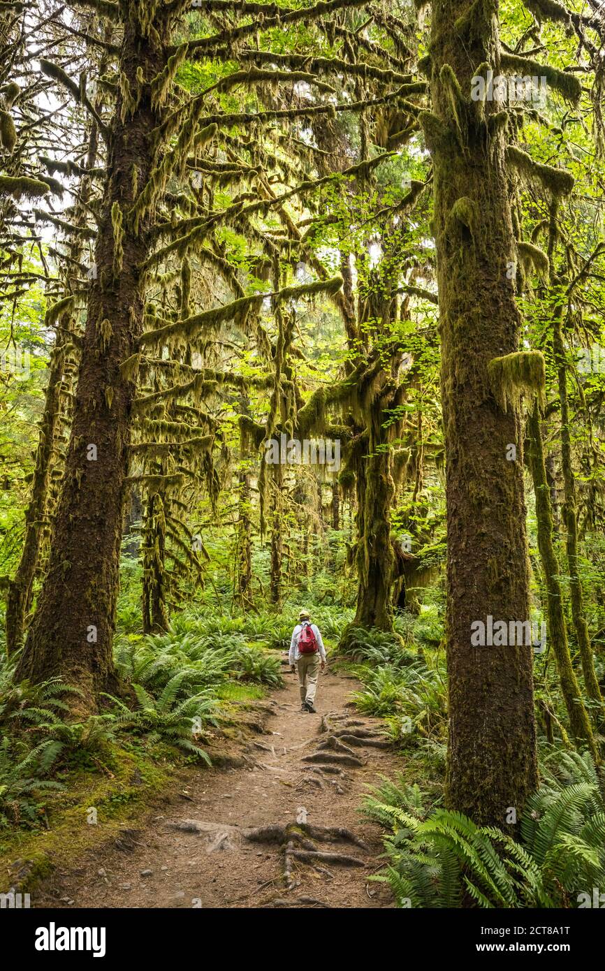 Un homme randonnée sur le sentier de la rivière Hoh, forêt tropicale de Hoh, Parc national olympique, Washington, États-Unis. Banque D'Images