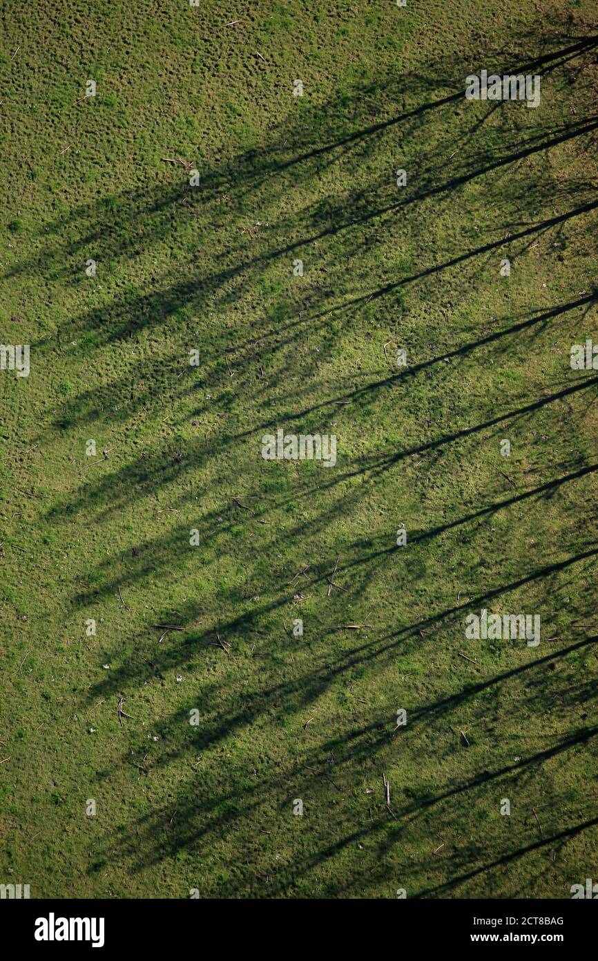 Vue aérienne des ombres des arbres sur l'herbe Banque D'Images