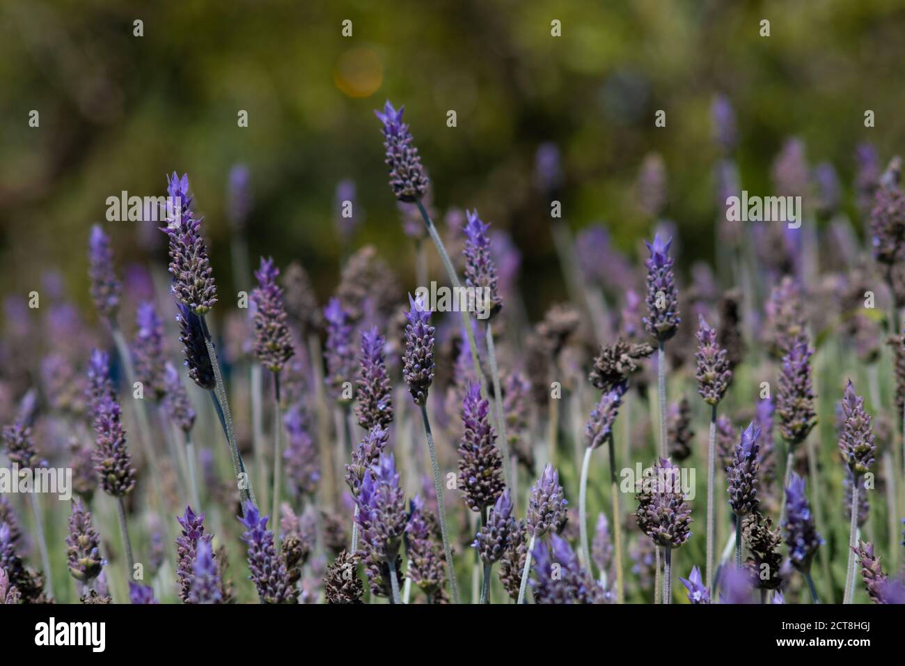 Grande lavande dans le jardin Banque D'Images