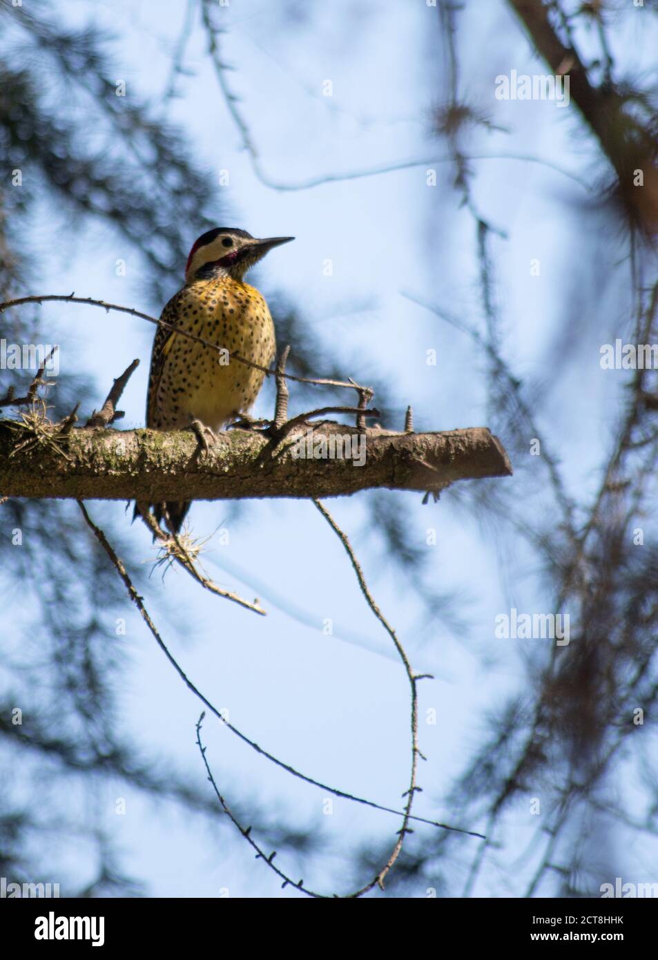 Petit pic 2 Banque D'Images