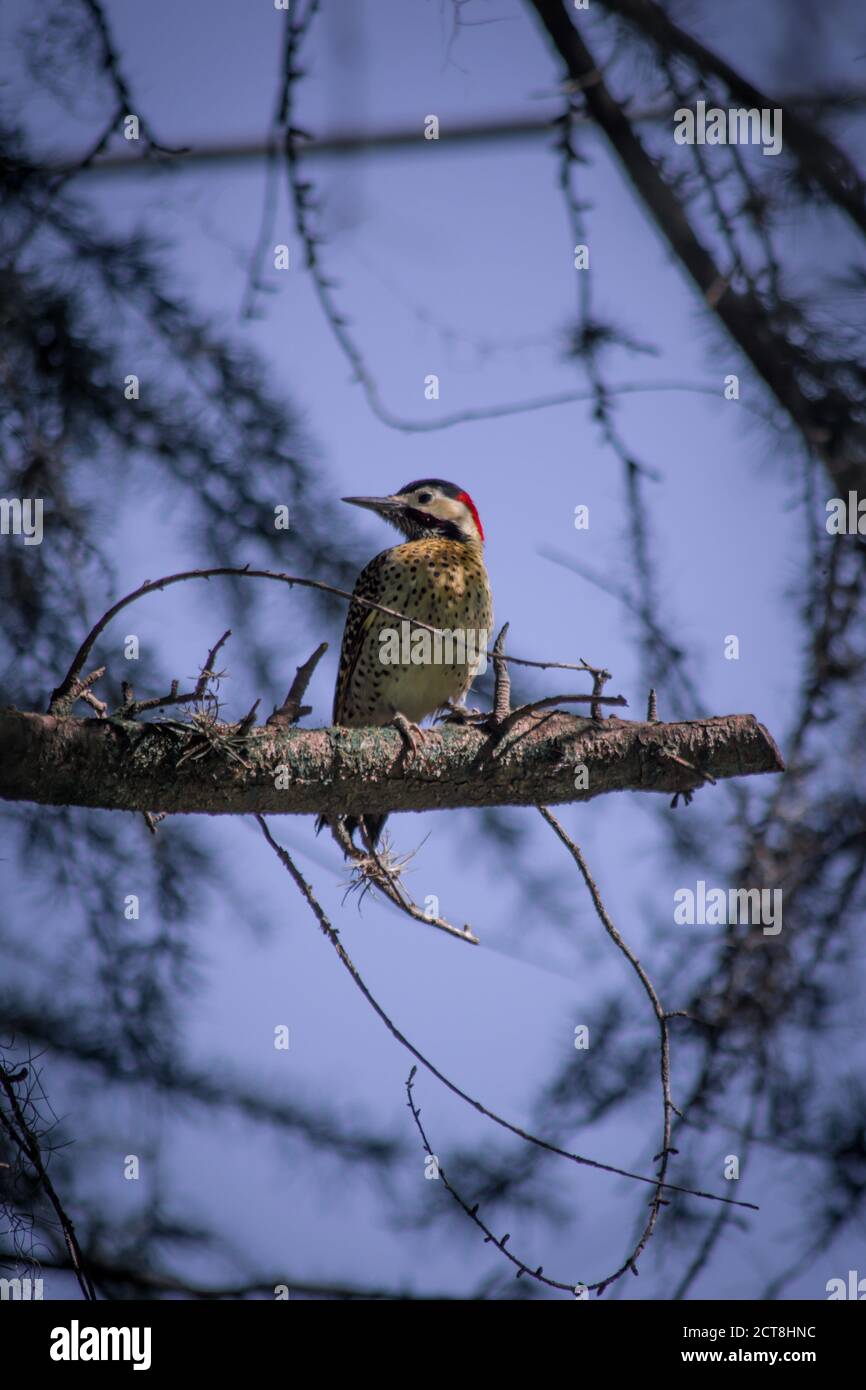 Petit pic Banque D'Images