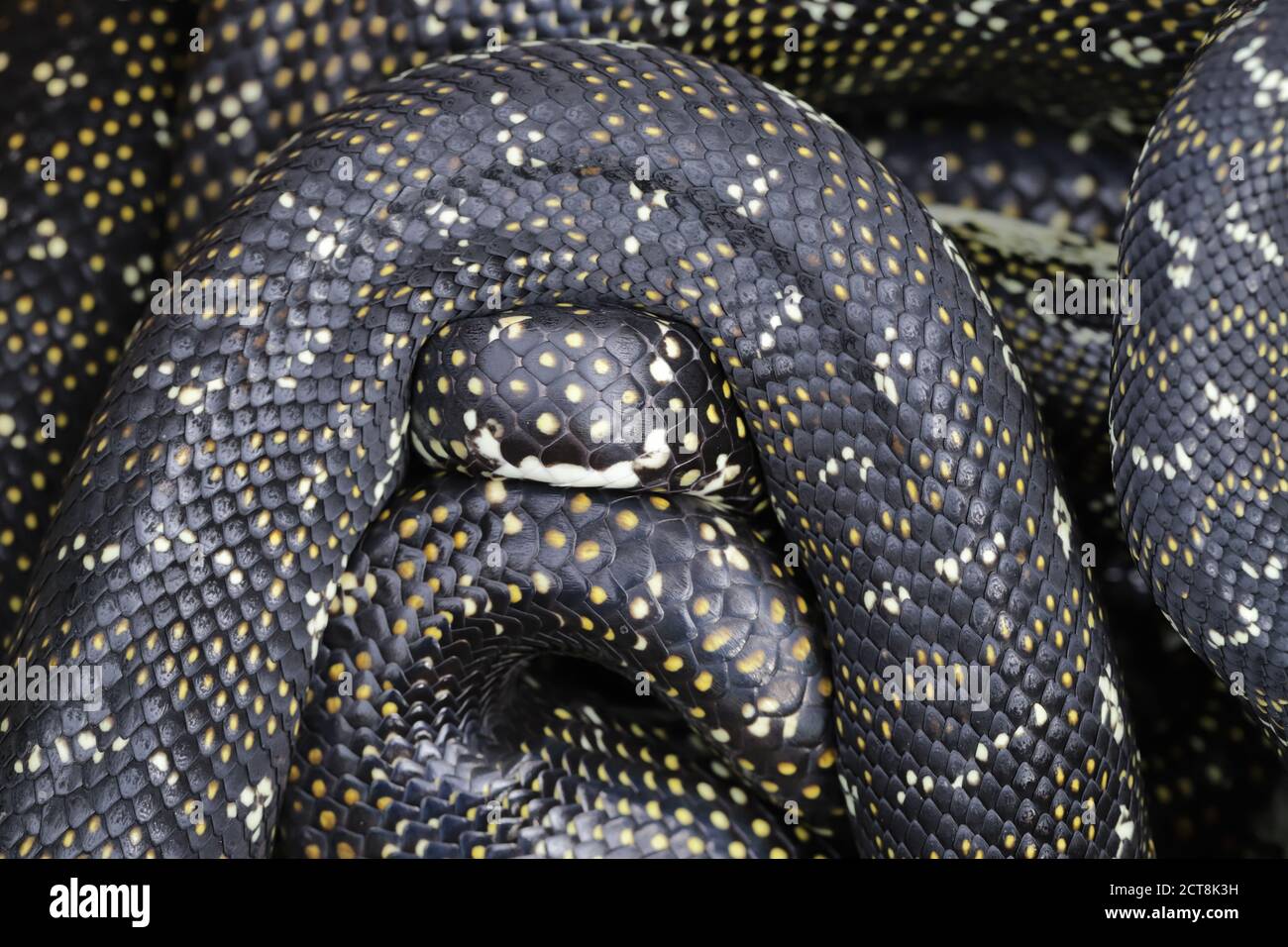 Paire de pythons de diamants australiens Banque D'Images