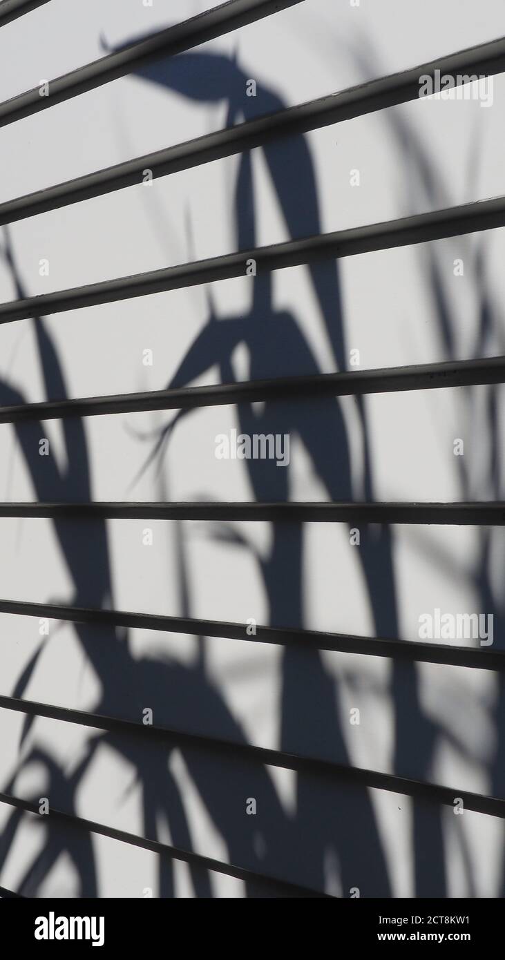 Lin NZ (Phormium tenax) projette de fortes ombres sur une maison en panneaux d'intempéries fraîchement peinte Banque D'Images