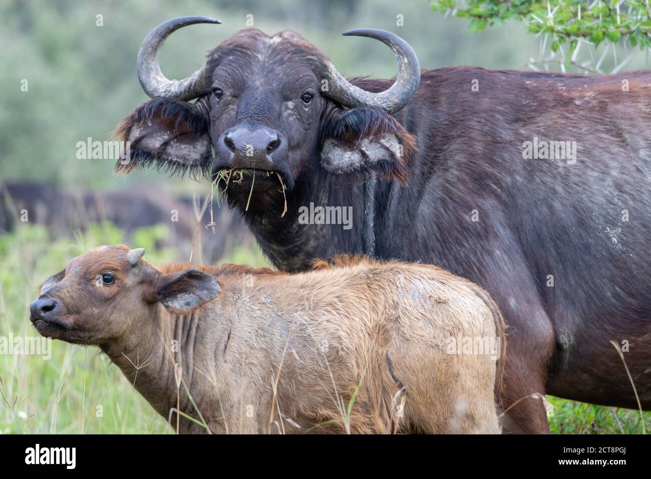 Buffle africain (Syncerus caffer) et veau au Kenya Banque D'Images