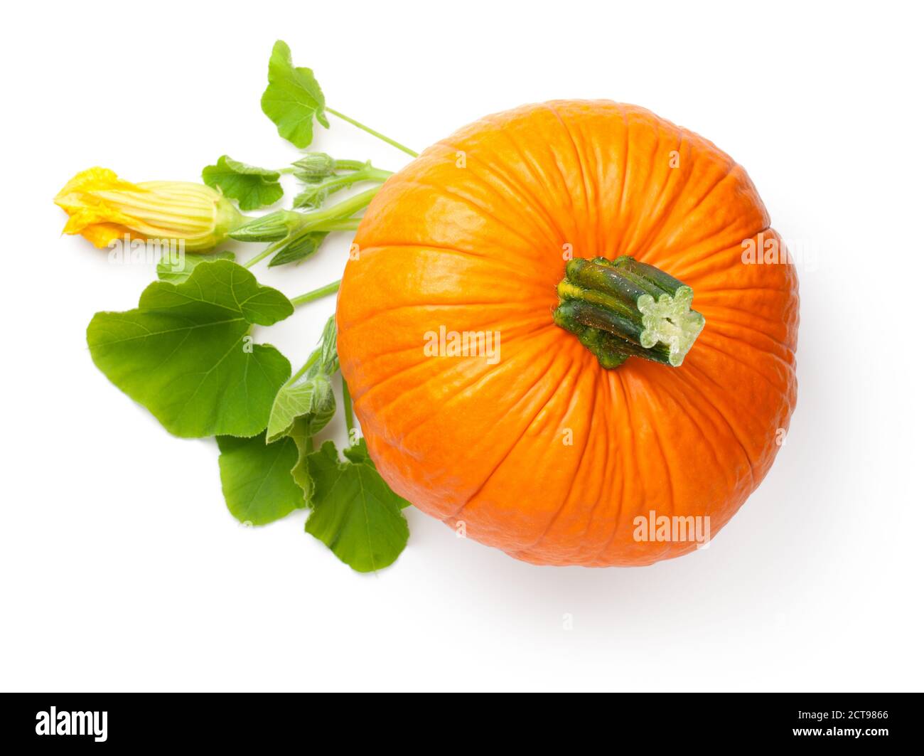 Légume de citrouille orange frais avec fleur et feuilles vertes isolées sur fond blanc. Vue de dessus Banque D'Images