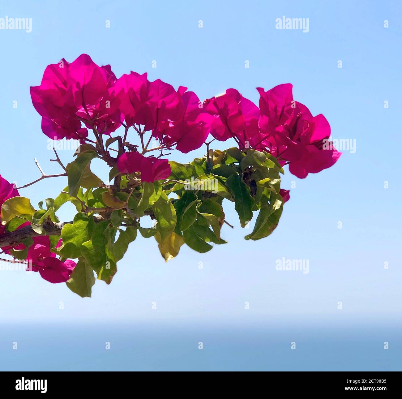 Fleur de bougainvilliers exotique. Plante tropicale. Rose vif color.bright  couleurs de fleurs d'été.branche luxuriante contre ciel bleu. Bougainvillea  spectabilis Photo Stock - Alamy