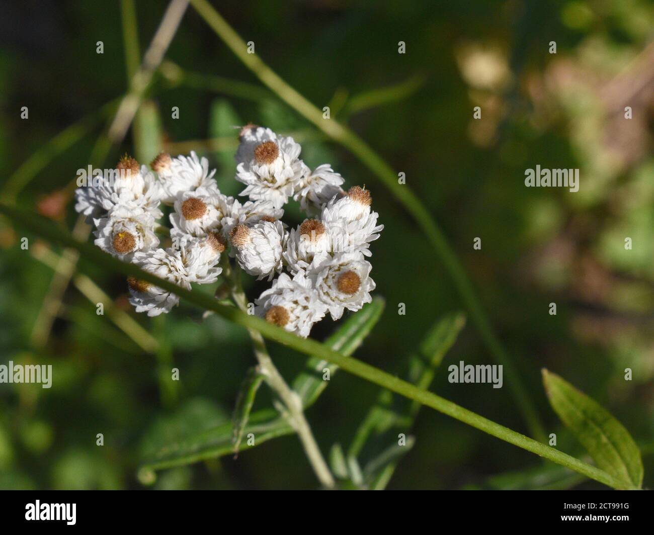 Fleurs péverrésistantes de couleur blanche au soleil, avec un arrière-plan flou et contrasté vert foncé. Banque D'Images