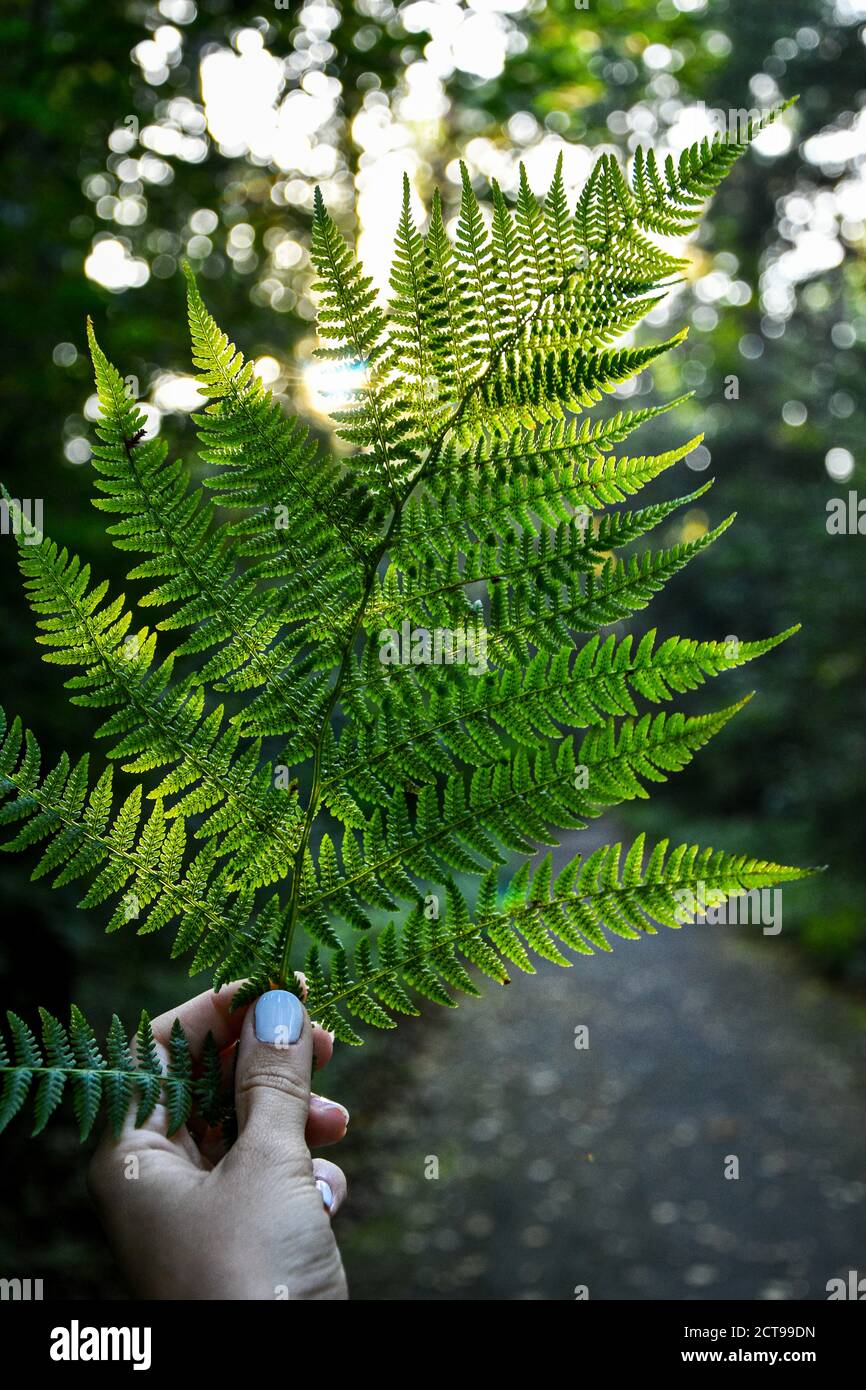Plan vertical de la main de la femelle tenant une plante de fougères dans la forêt. Cottagecore. Naturecore Banque D'Images