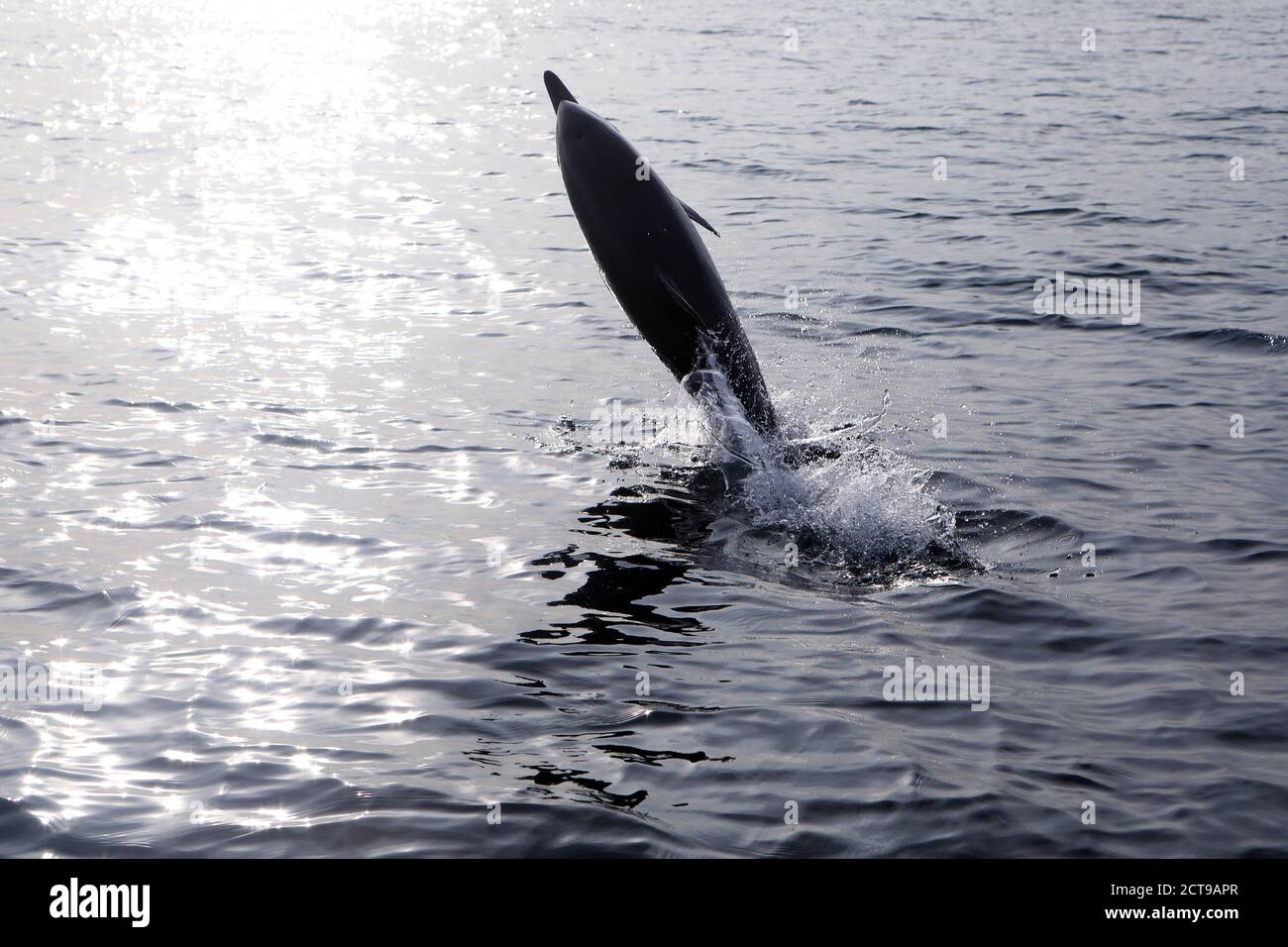 Dauphin commun qui s'en sort de la mer près de l'île De Mull dans les Hébrides intérieures d'Écosse Banque D'Images