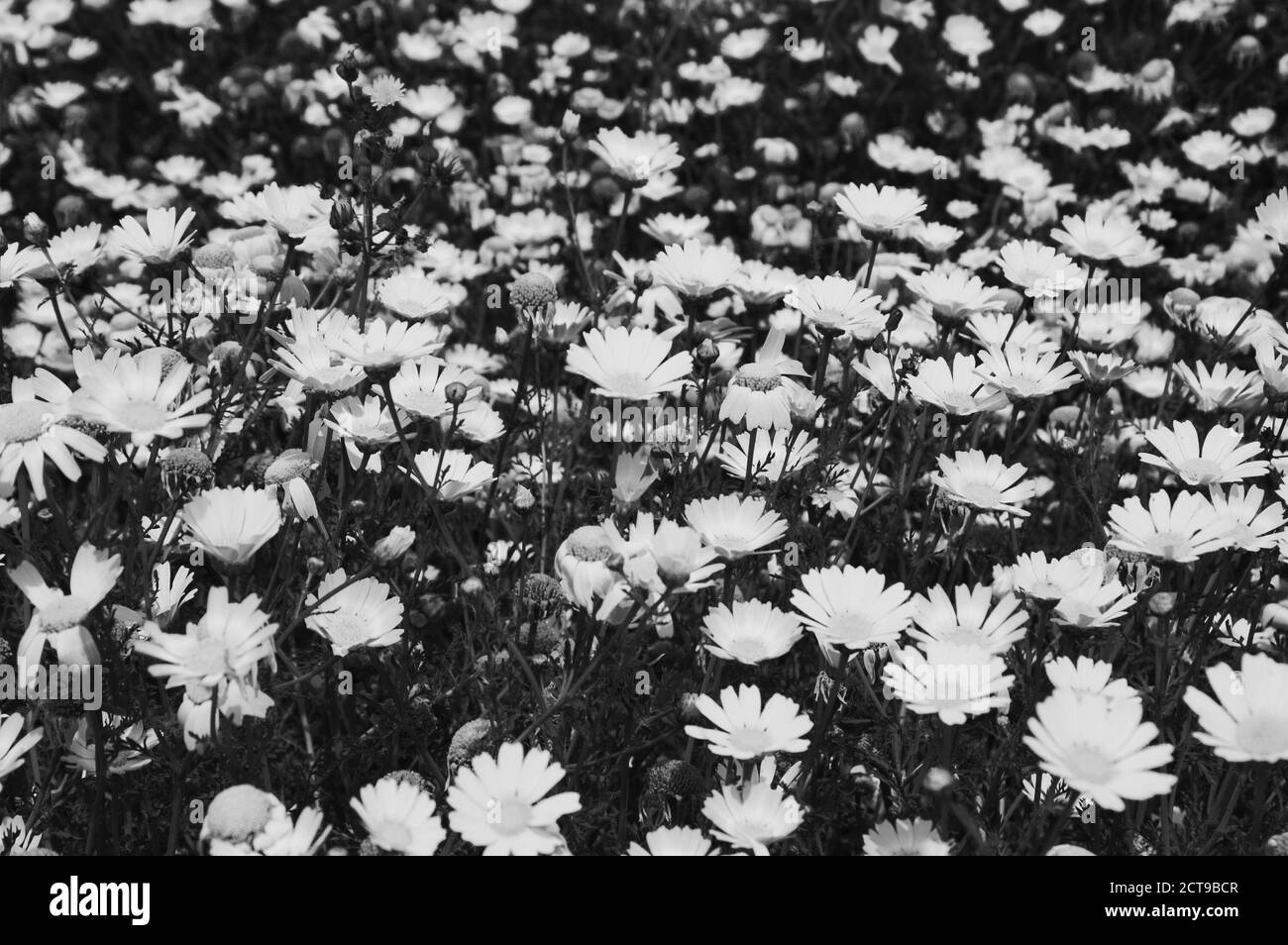 Prairie de fleurs de Marguerite. Mise au point sélective. Photo vieillie. Noir et blanc. Banque D'Images