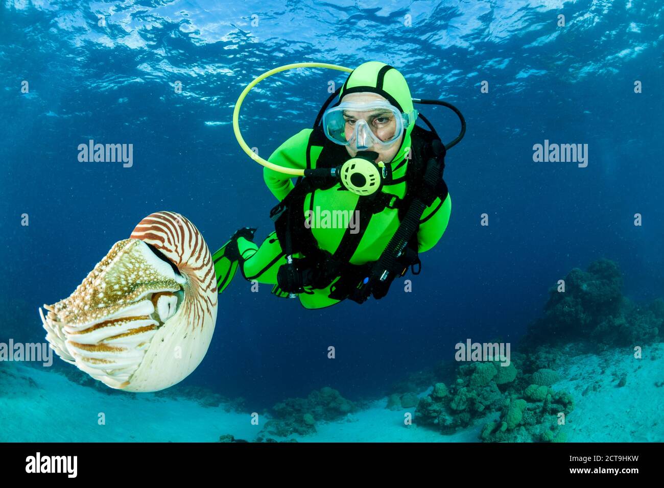 Océanie, Palaos, plongeur regardant Nautilus Nautilus, Palau, belauensis dans l'Océan Pacifique Banque D'Images