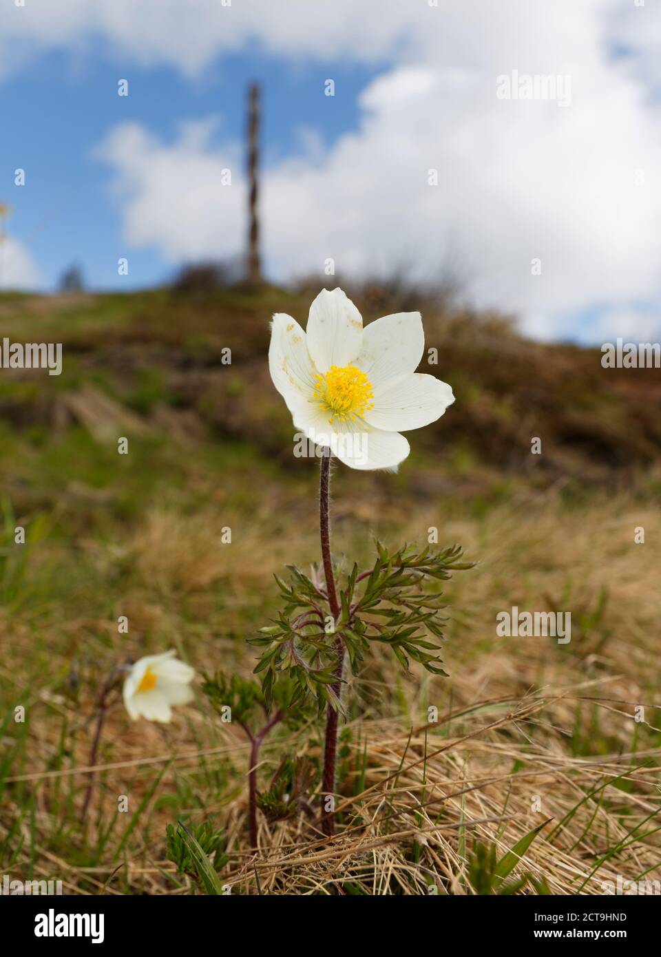 L'Autriche, la Carinthie, pasqueflower alpin Banque D'Images