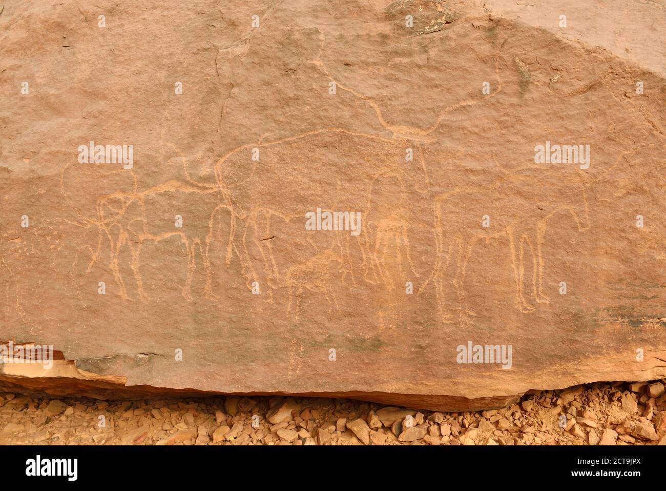 L'Afrique du Nord, Sahara, Algérie, Tassili N'Ajjer, Tadrart Parc national de région, l'art rupestre néolithique rock, gravure d'un bull Banque D'Images
