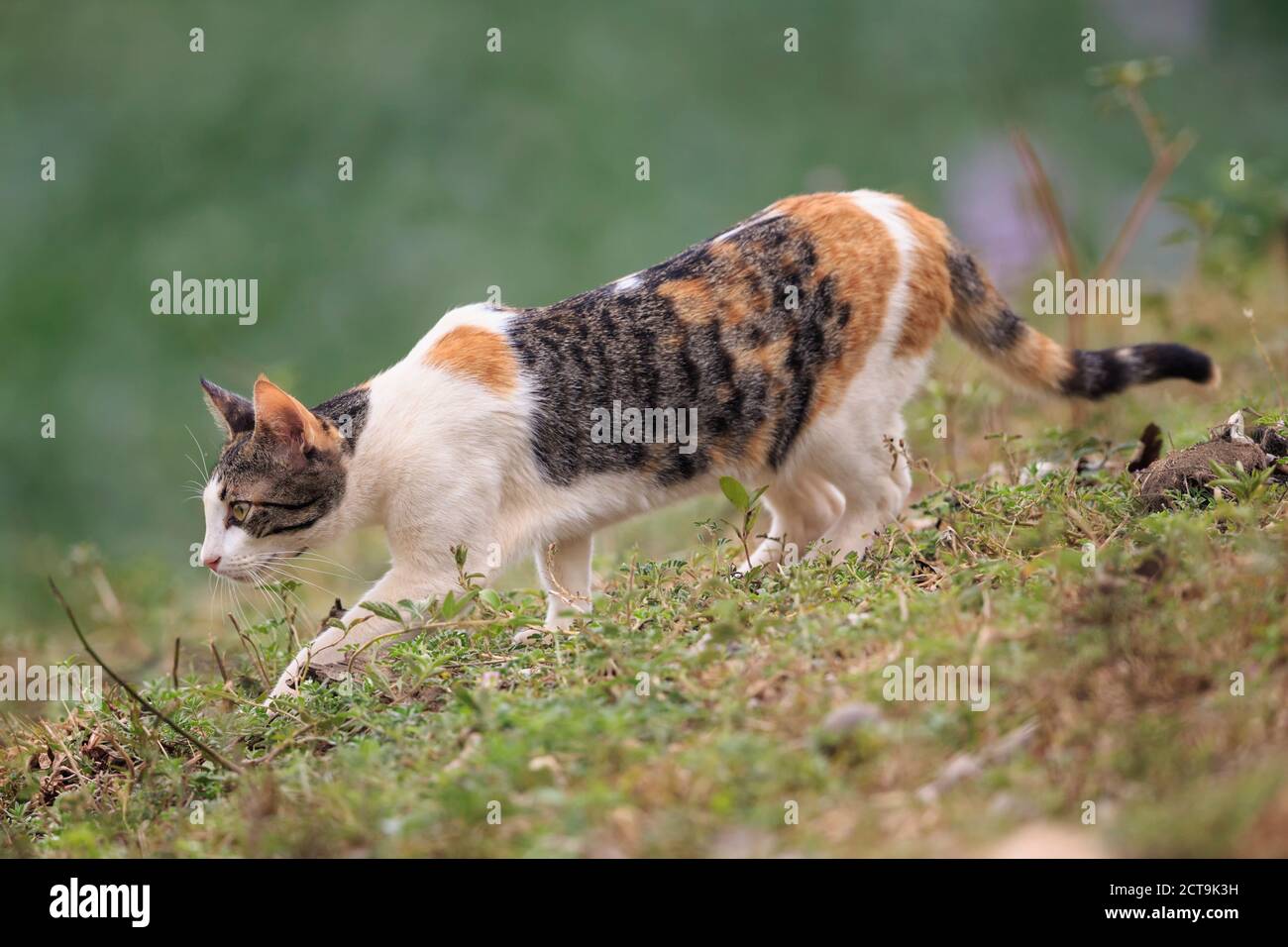 Brésil, Mato Grosso do Sul, Pantanal, chat domestique Banque D'Images