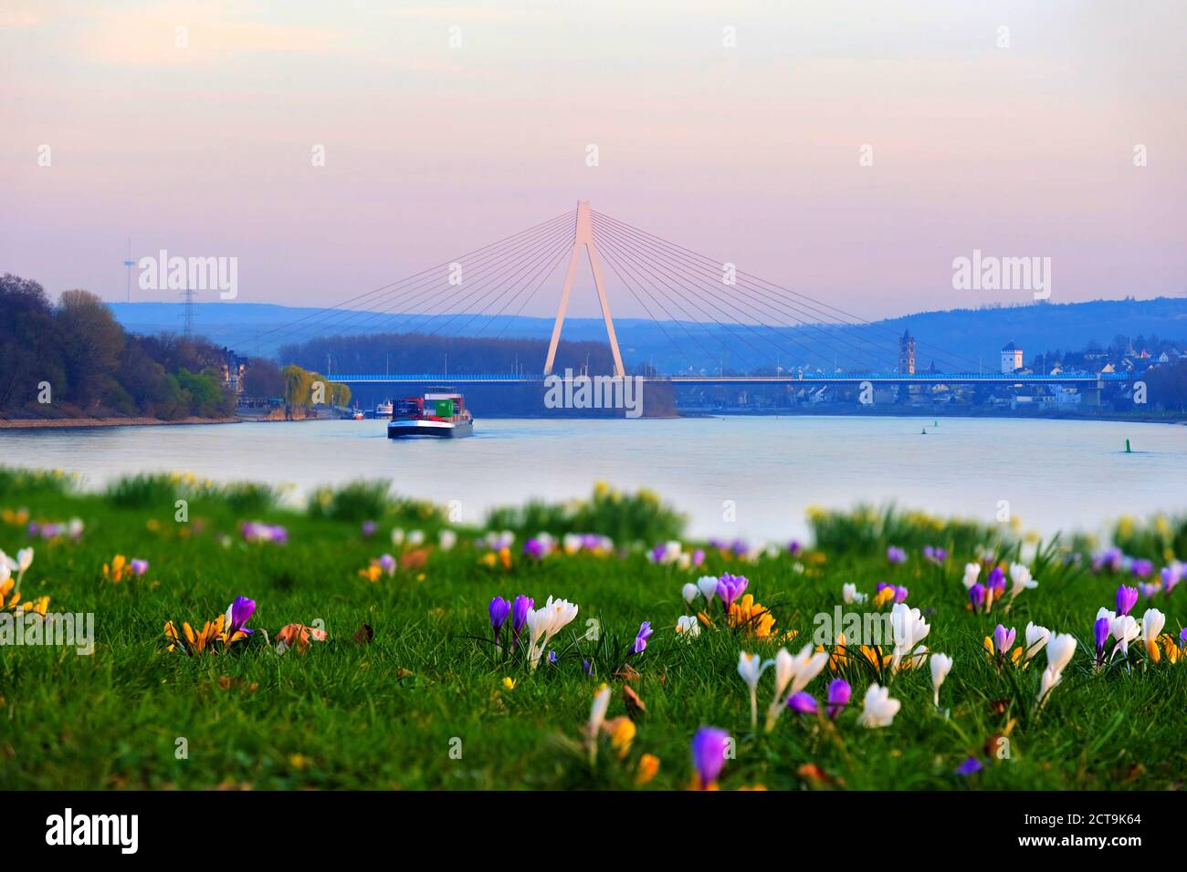 Allemagne, Rhénanie-Palatinat, Neuwied, Raiffeisen bridge, Weissenthurm, Rhin, prairie avec des crocus au printemps Banque D'Images