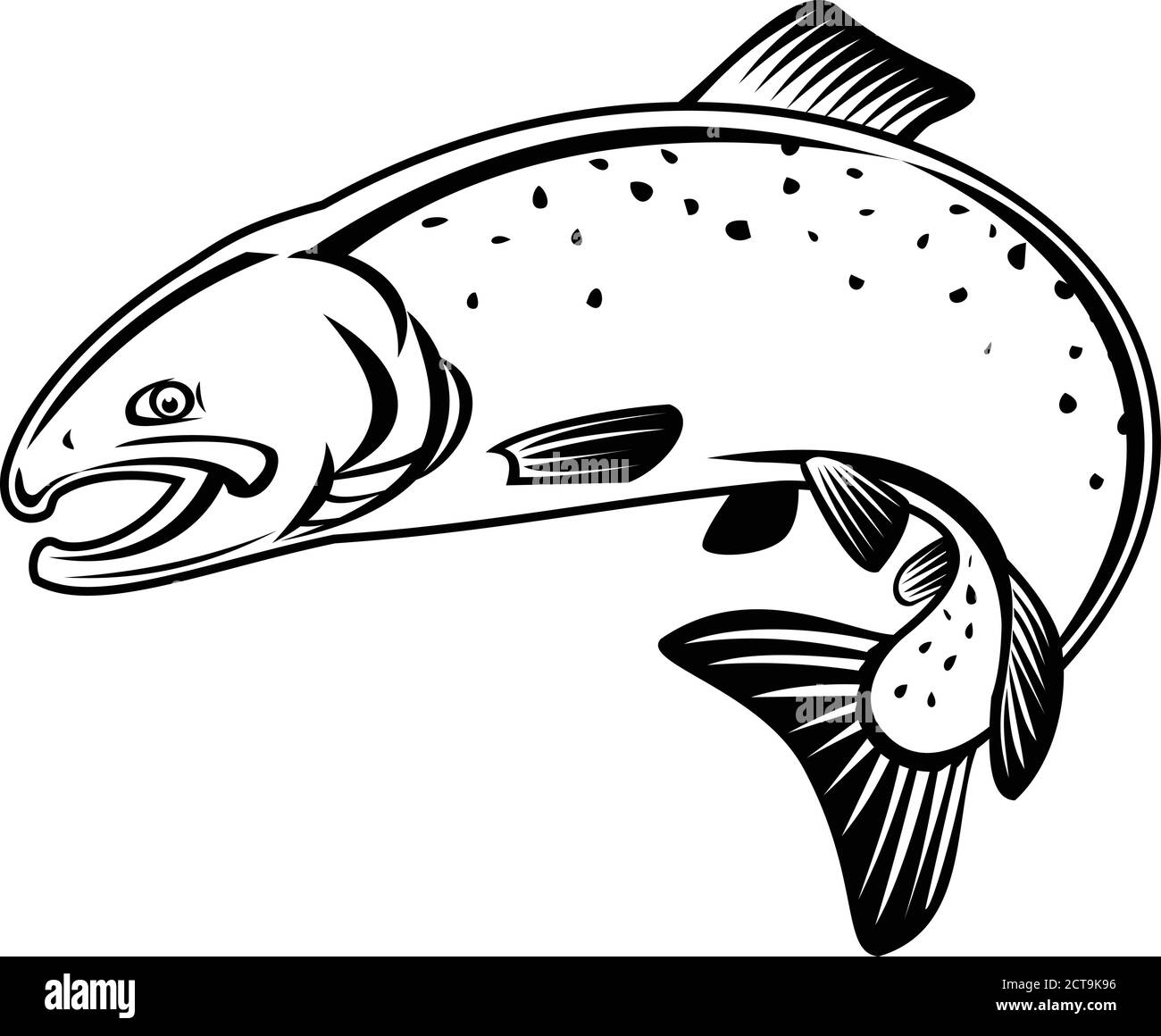 Illustration de style rétro représentant un saumon coho, un kisutch oncorhynchus, un saumon argenté ou des foies, une espèce de poissons anadromes qui sautent Illustration de Vecteur