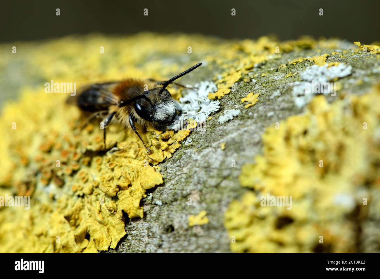 Miner, abeille Andrena, le lichen jaune Banque D'Images