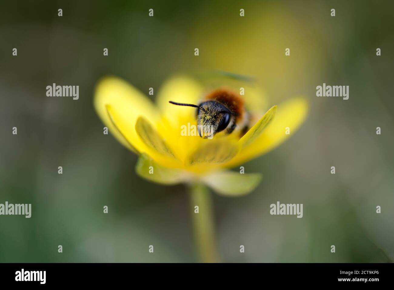 Miner, abeille Andrena, fleurs jaunes sur Banque D'Images