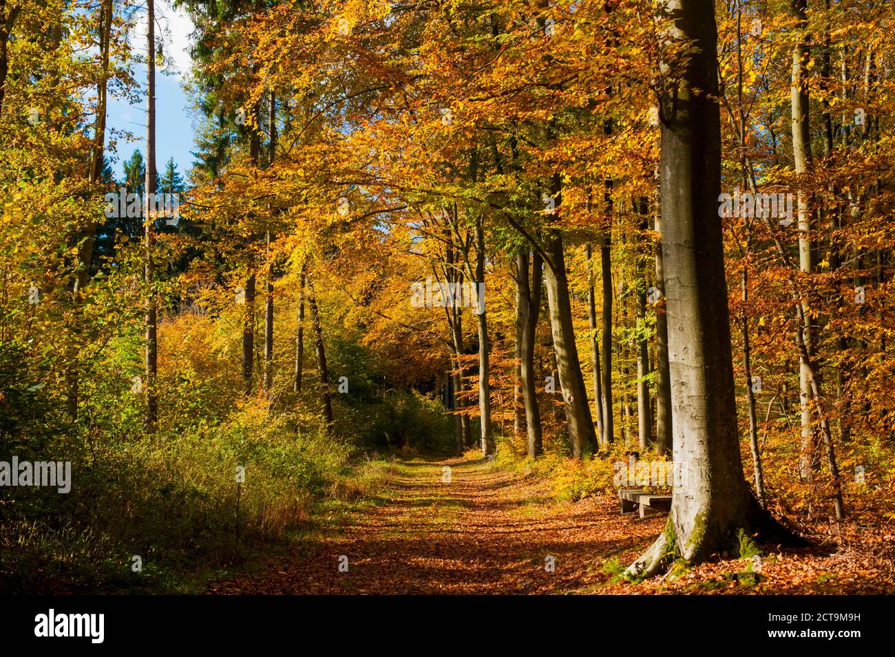 Allemagne, vue sur bois de l'automne Banque D'Images