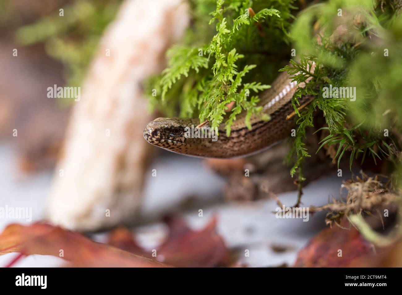 Chef d'un blindworm (Anguis fragilis), studio shot Banque D'Images