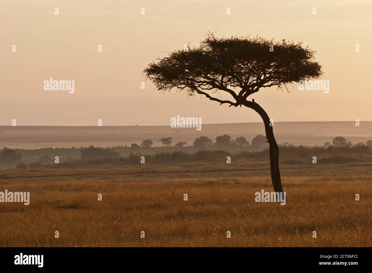 Afrique, Kenya, Masai Mara National Reserve, Umbrella Thorn Acacia (Acacia tortilis), tôt le matin Banque D'Images