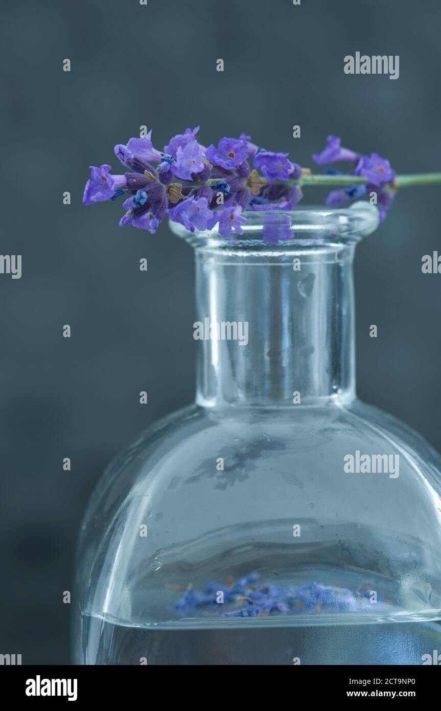 Huile aromatique dans une bouteille en verre et d'une brindille de lavande Banque D'Images