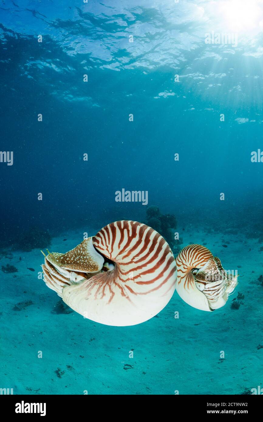 Océanie, Palaos Palaos, nautilusses belauensis, Nautilus, dans l'Océan Pacifique Banque D'Images