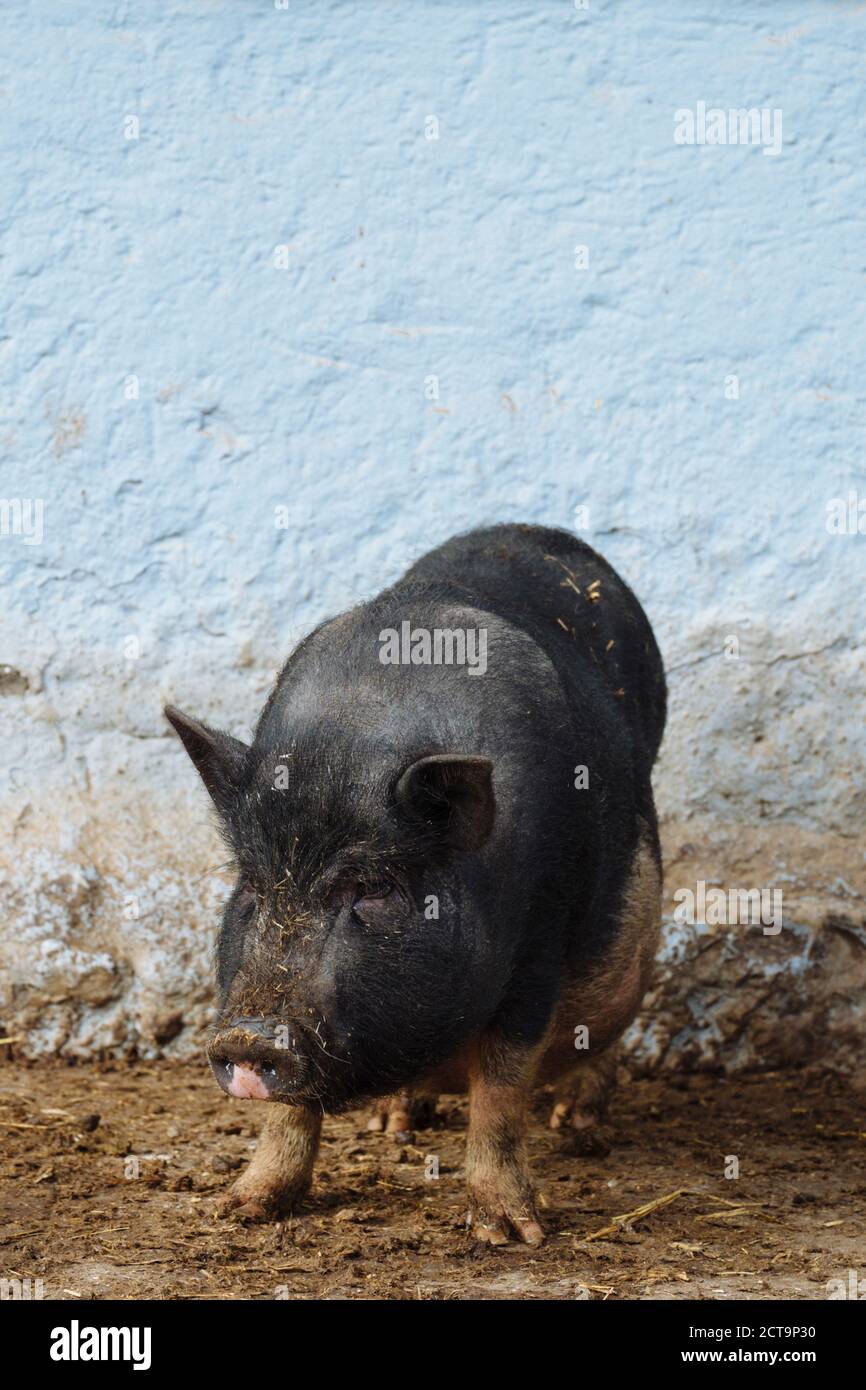 Allemagne, Bade-Wurtemberg, pot-bellied pig, Sus scrofa domestica f. Banque D'Images