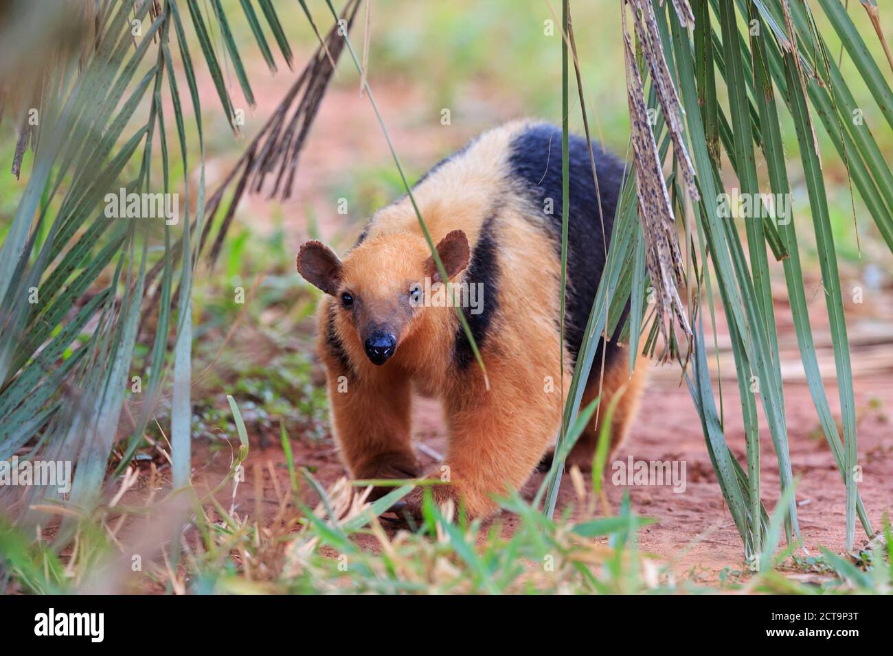 Brésil, Mato Grosso, Mato Grosso do Sul, Pantanal, le sud de tamandua Banque D'Images