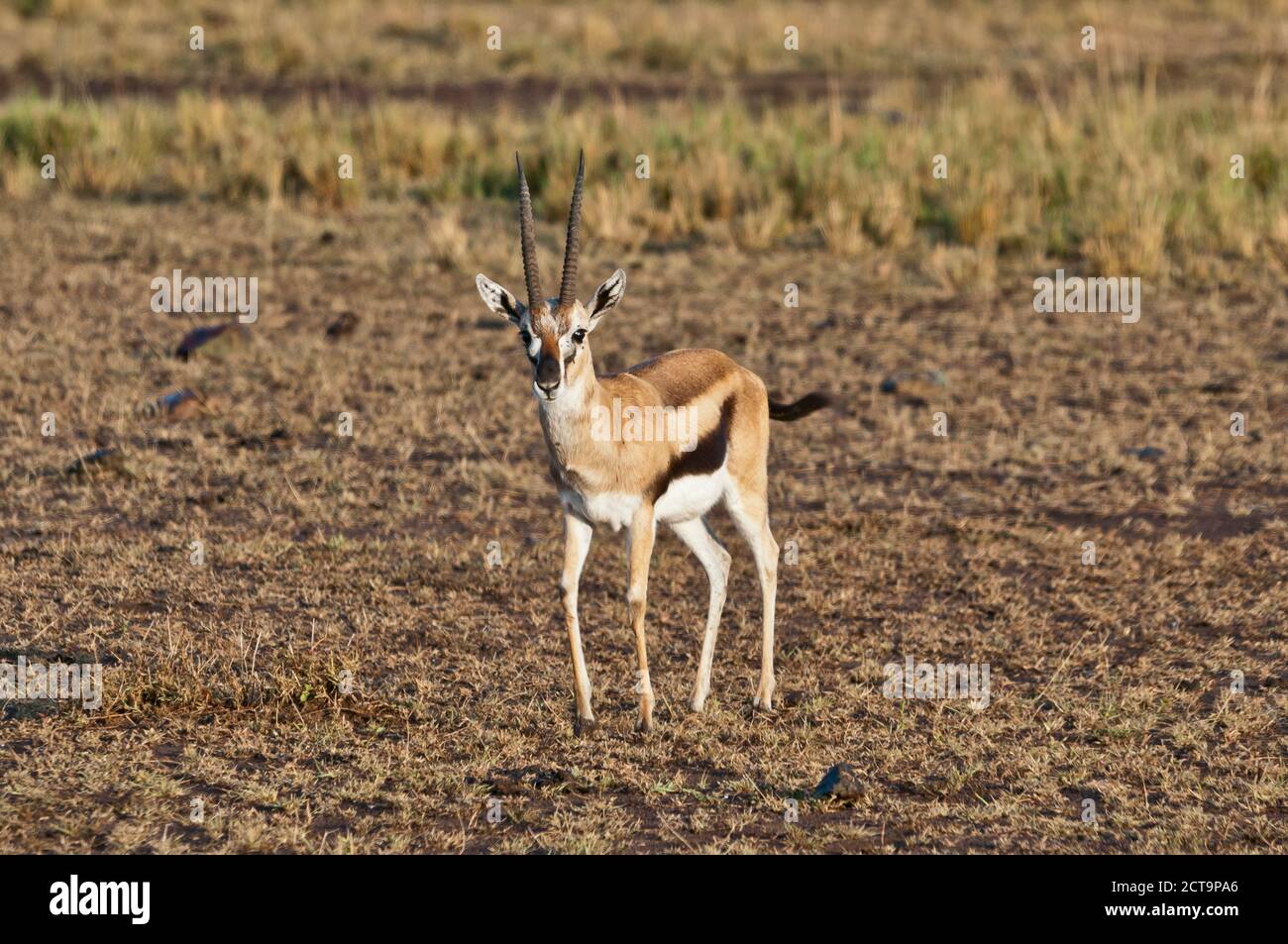 Afrique, Kenya, Masai Mara National Reserve, la Gazelle de Thomson (Eudorcas thomsoni) Banque D'Images