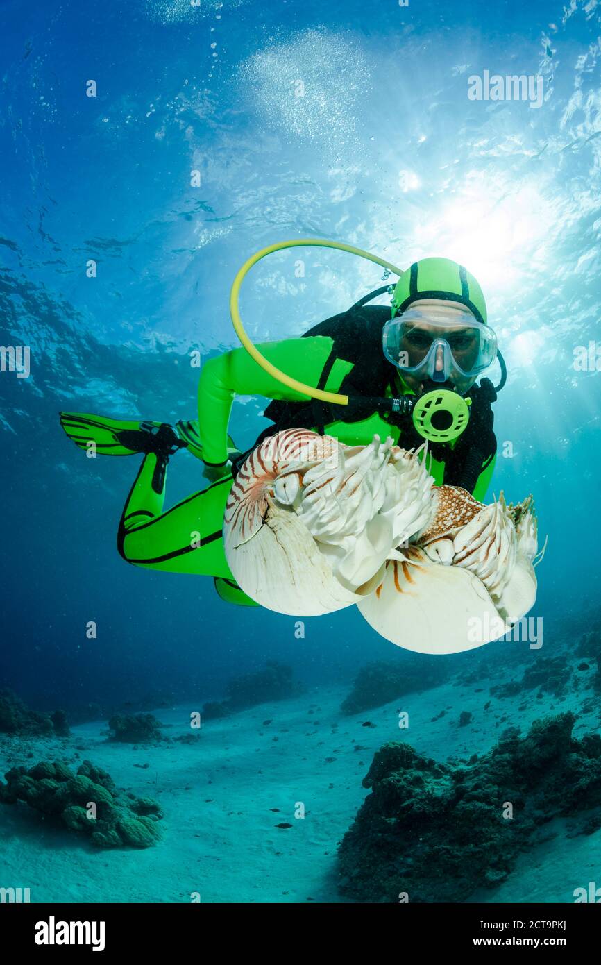 Océanie, Palaos, plongeur regardant Palau nautilusses belauensis, Nautilus, dans l'Océan Pacifique Banque D'Images