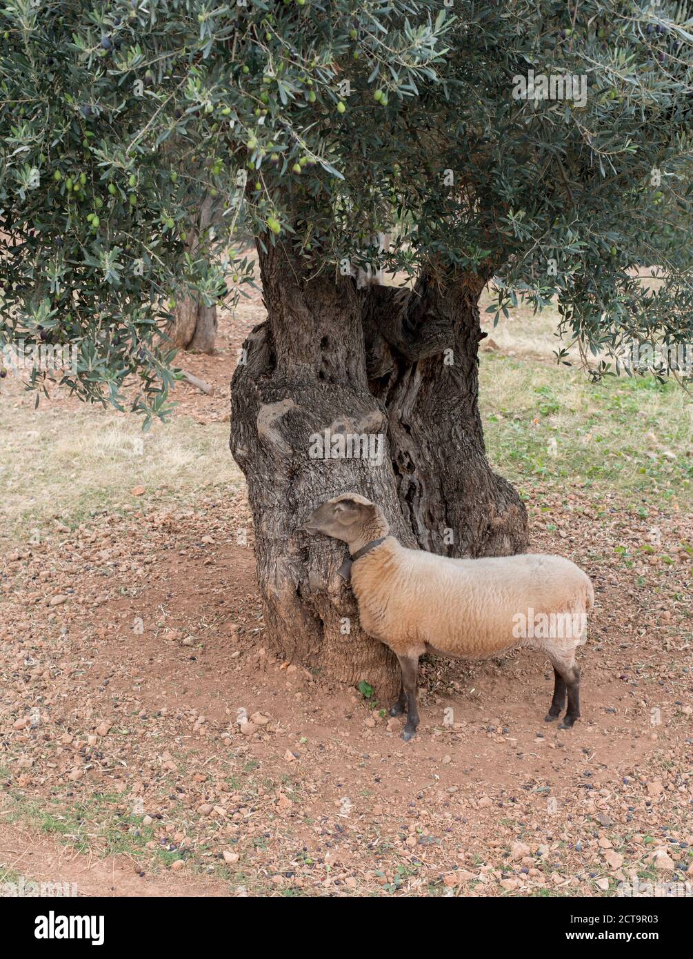 Espagne, Majorque, Deia, vieil olivier et les moutons devant Banque D'Images