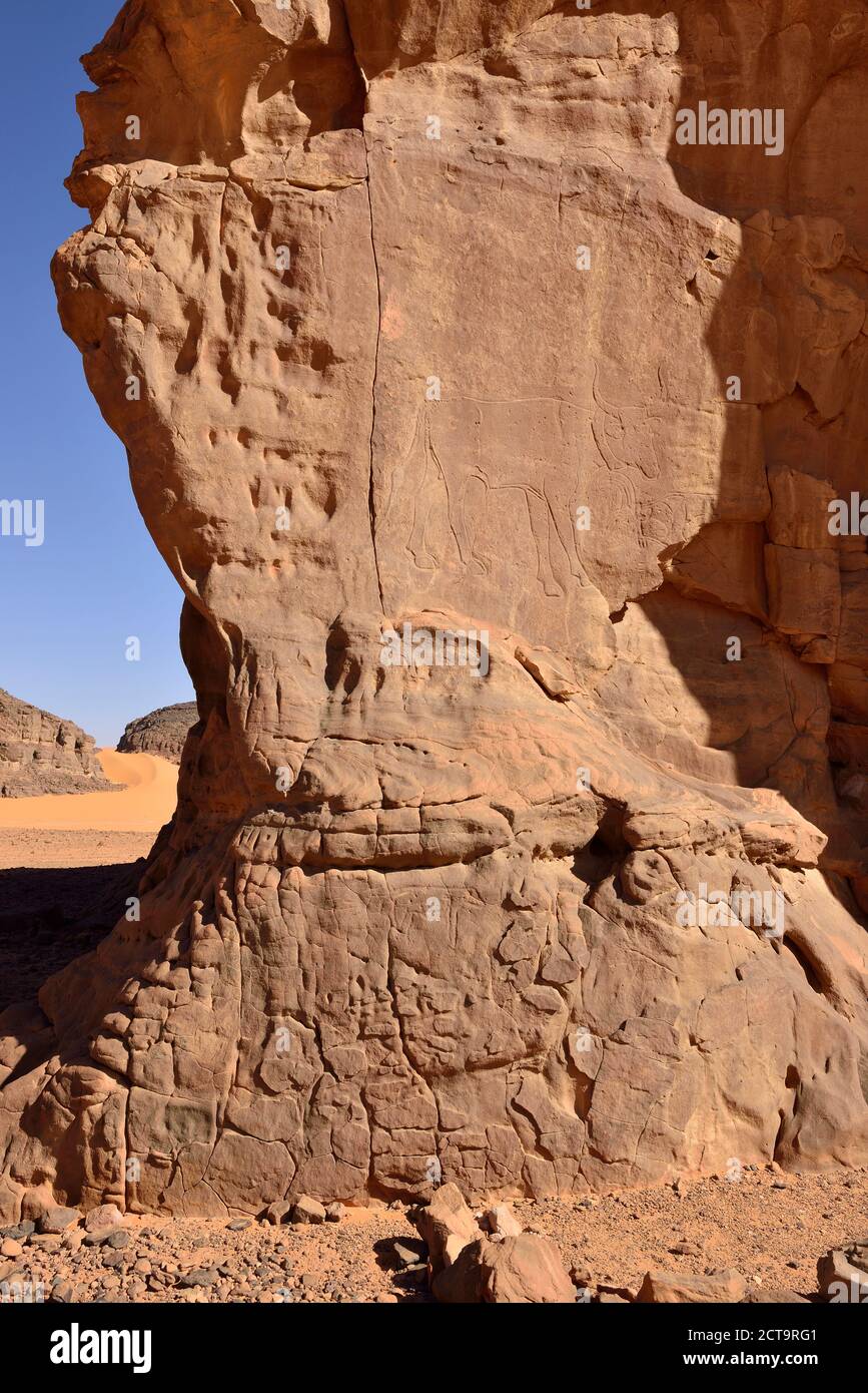 L'Afrique du Nord, Sahara, Algérie, Tassili N'Ajjer, Tadrart, Parc National de l'art rupestre néolithique, rock gravure d'une vache Banque D'Images