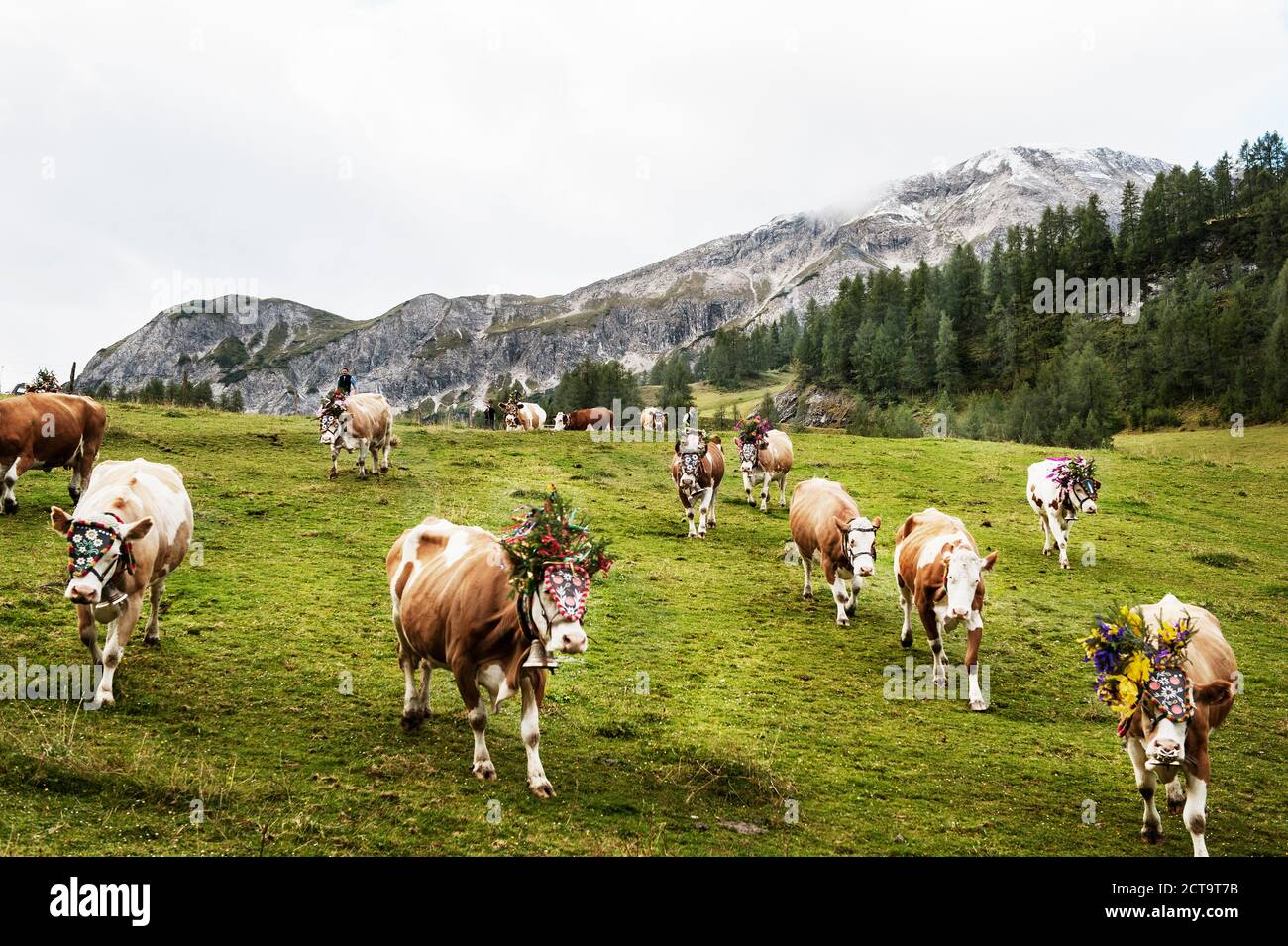 L'Autriche, l'état de Salzbourg, Altenmarkt-Zauchensee, faire tomber le bétail de l'alpage Banque D'Images