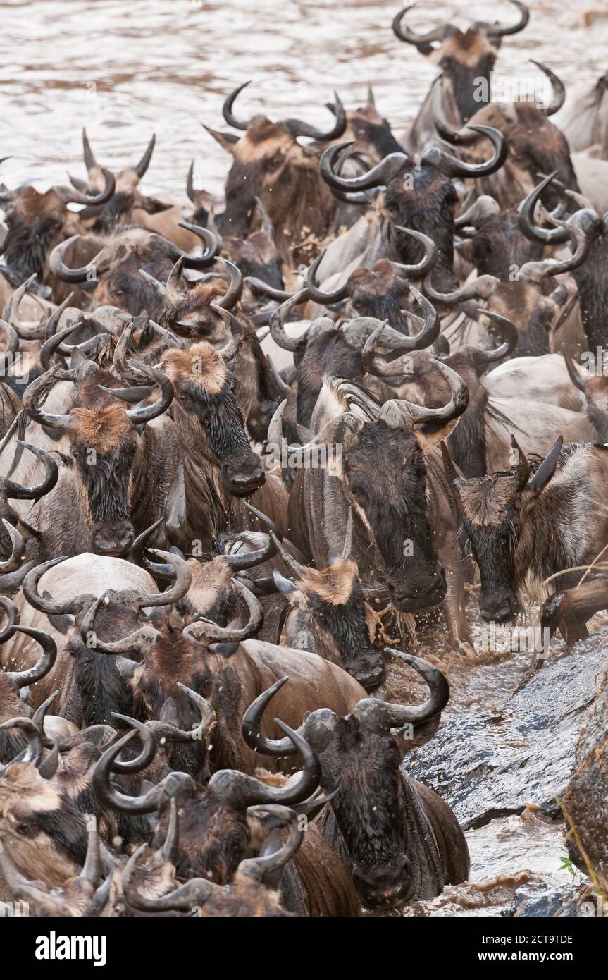 Afrique, Kenya, Parc national de Maasai Mara, gros plan d'un groupe de wildebeests (Connochaetes taurinus) nageant à travers la rivière Mara Banque D'Images