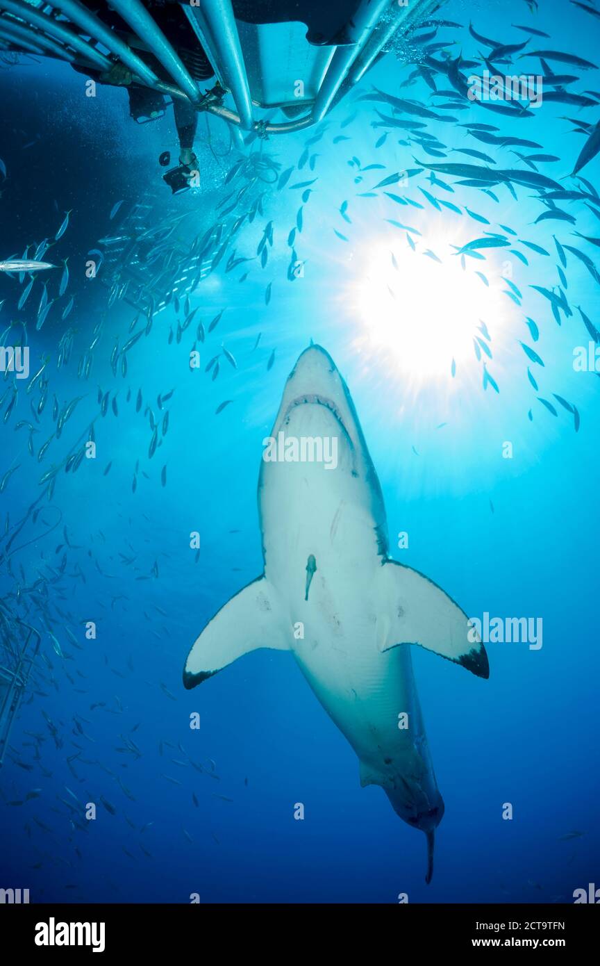 Le Mexique, Guadalupe, Océan Pacifique, plongée sous marine en photographiant shark cage grand requin blanc (Carcharodon carcharias Banque D'Images