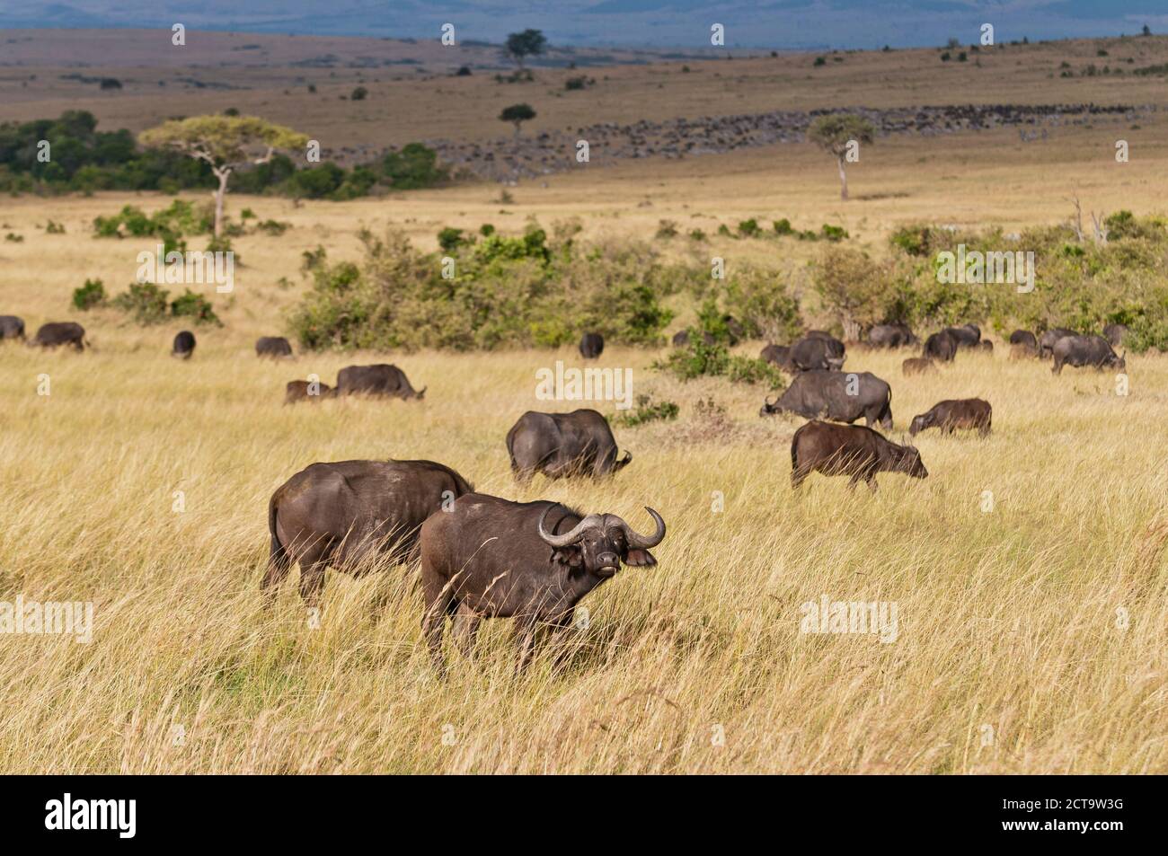 Kenya, Groupe de buffles africains à Masai Mara National Reserve Banque D'Images