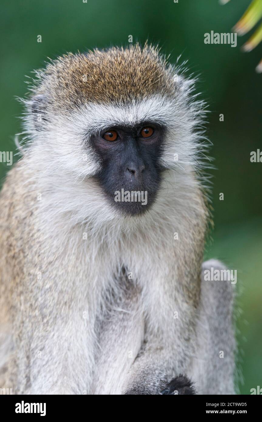 Afrique, Kenya, Grivet monkey dans le Masai Mara National Reserve Banque D'Images