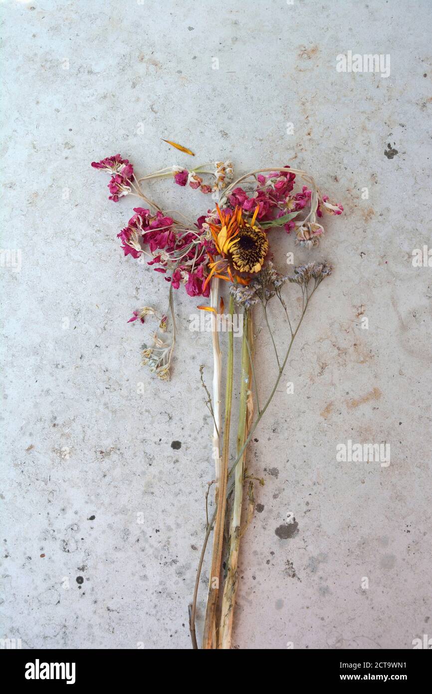 Fleurs fanées, studio shot Banque D'Images