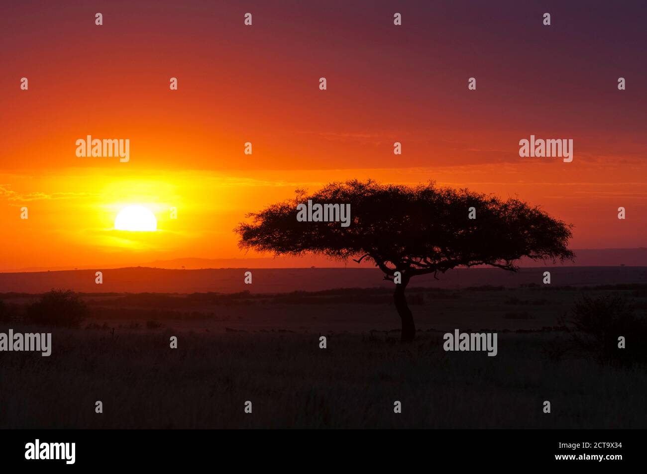 L'Afrique, le Kenya, l'avis de Masai Mara National Reserve au coucher du soleil Banque D'Images