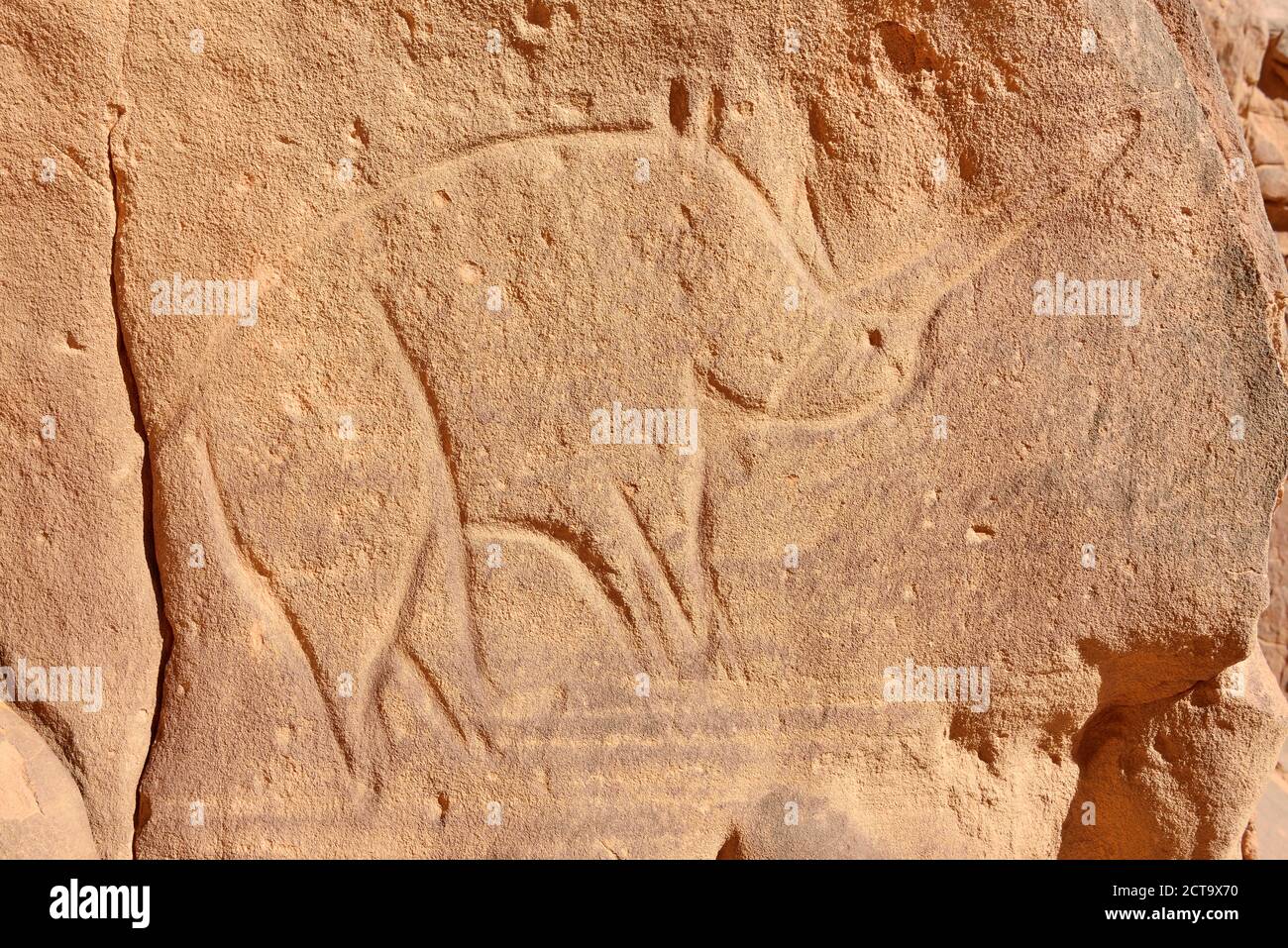 L'Afrique du Nord, Sahara, Algérie, Tassili N'Ajjer, Tadrart, Parc National de l'art rupestre néolithique rock, gravure d'un rhino Banque D'Images