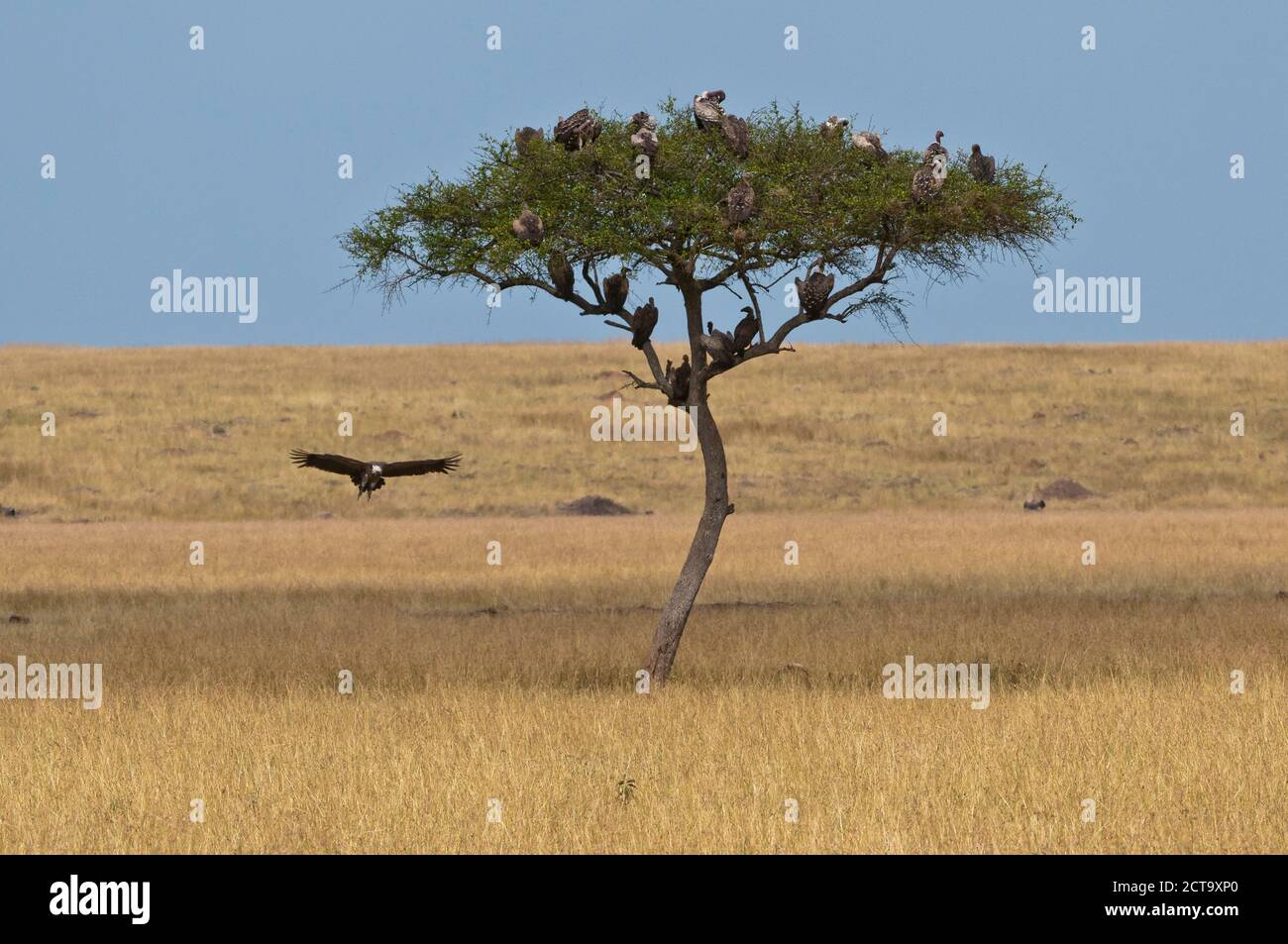 Afrique, Kenya, Masai Mara National Reserve, Umbrella Thorn Acacia (Acacia tortilis) avec diverses espèces de vautours Banque D'Images
