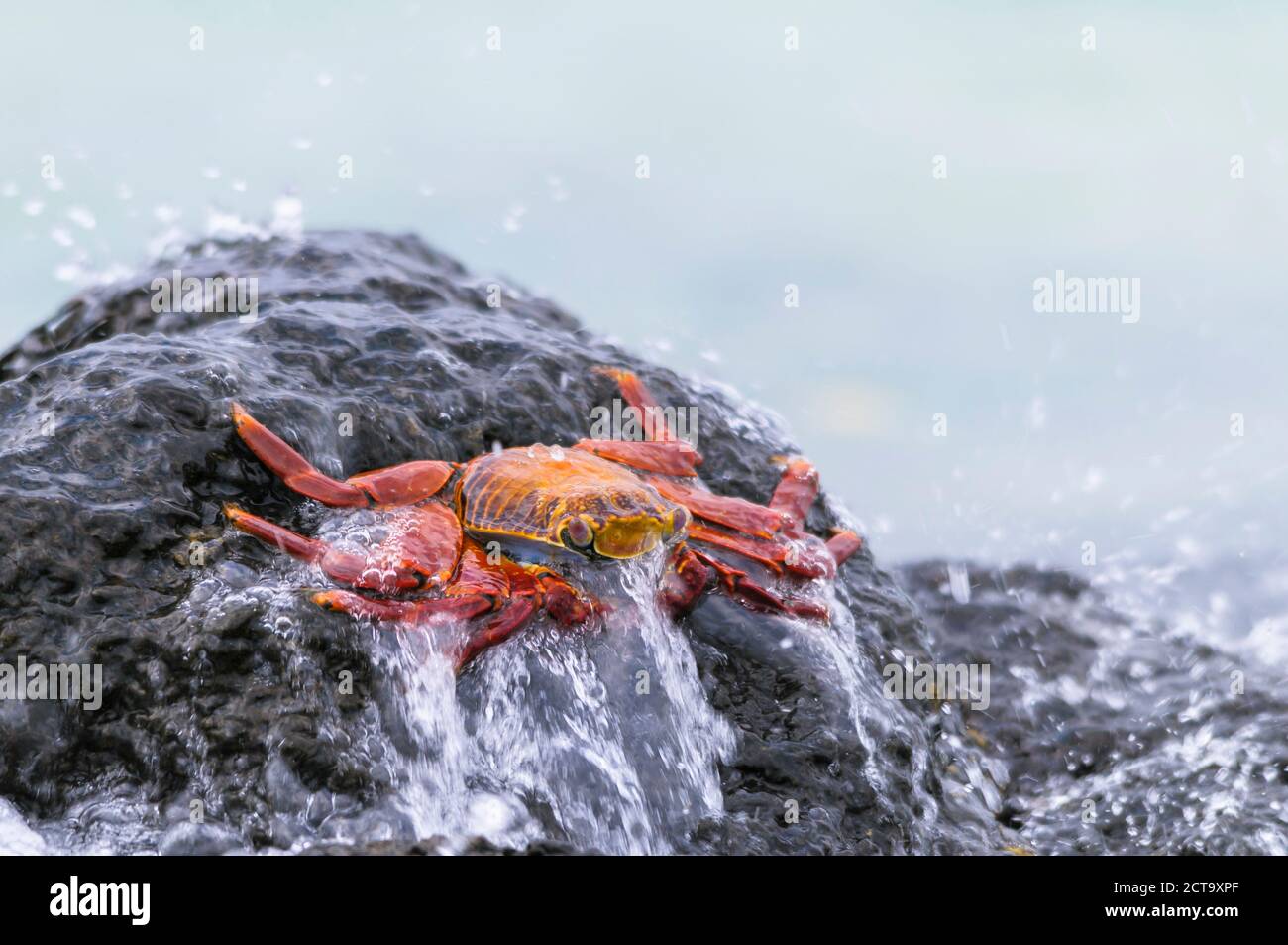 Océanie, îles Galapagos, Santa Cruz, red rock, crabe Grapsus grapsus, assis sur un rocher dans le surf Banque D'Images