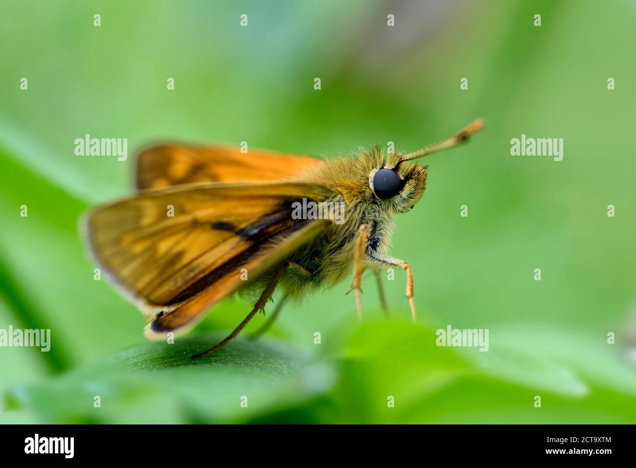 L'Allemagne, grand patron papillon, Ochlodes sylvanus, assis sur la Banque D'Images