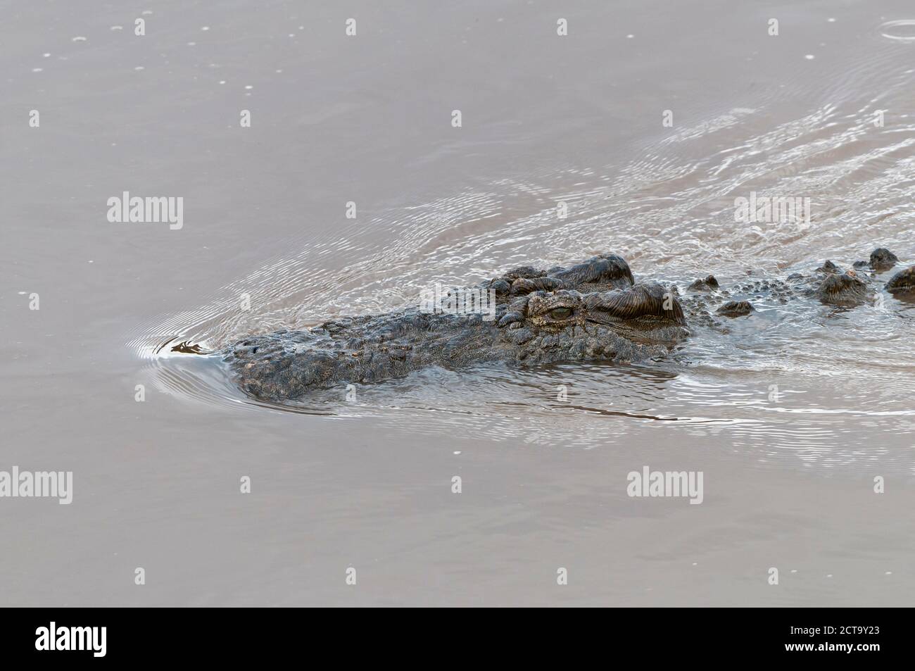 Afrique, Kenya, Masai Mara National Reserve, le crocodile du Nil ou conjoint de crocodile (Crocodylus niloticus) dans la rivière Mara Banque D'Images