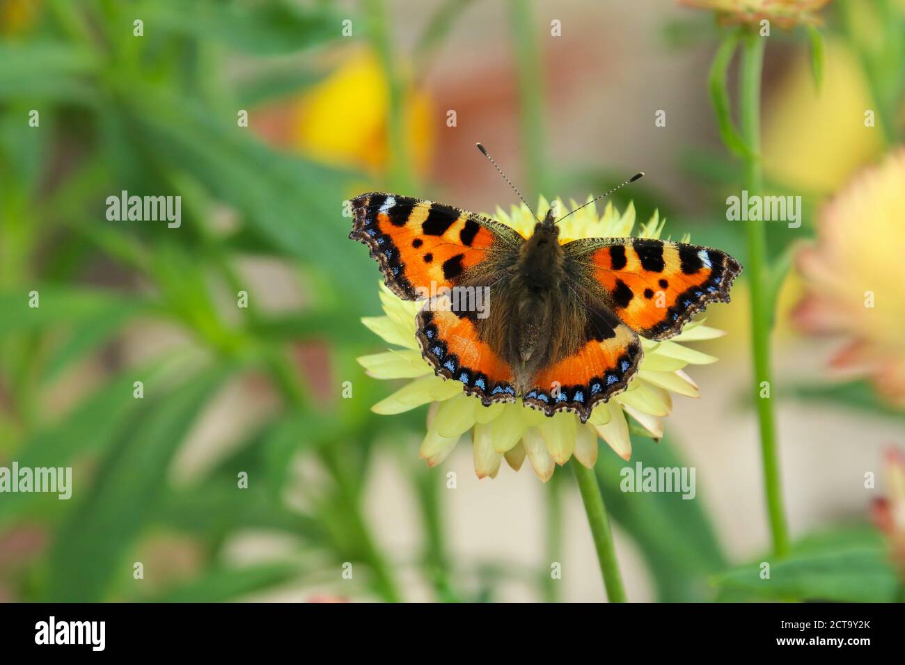 Petit papillon tortoiseshell (Aglais urticae) sur une fleur jaune Banque D'Images