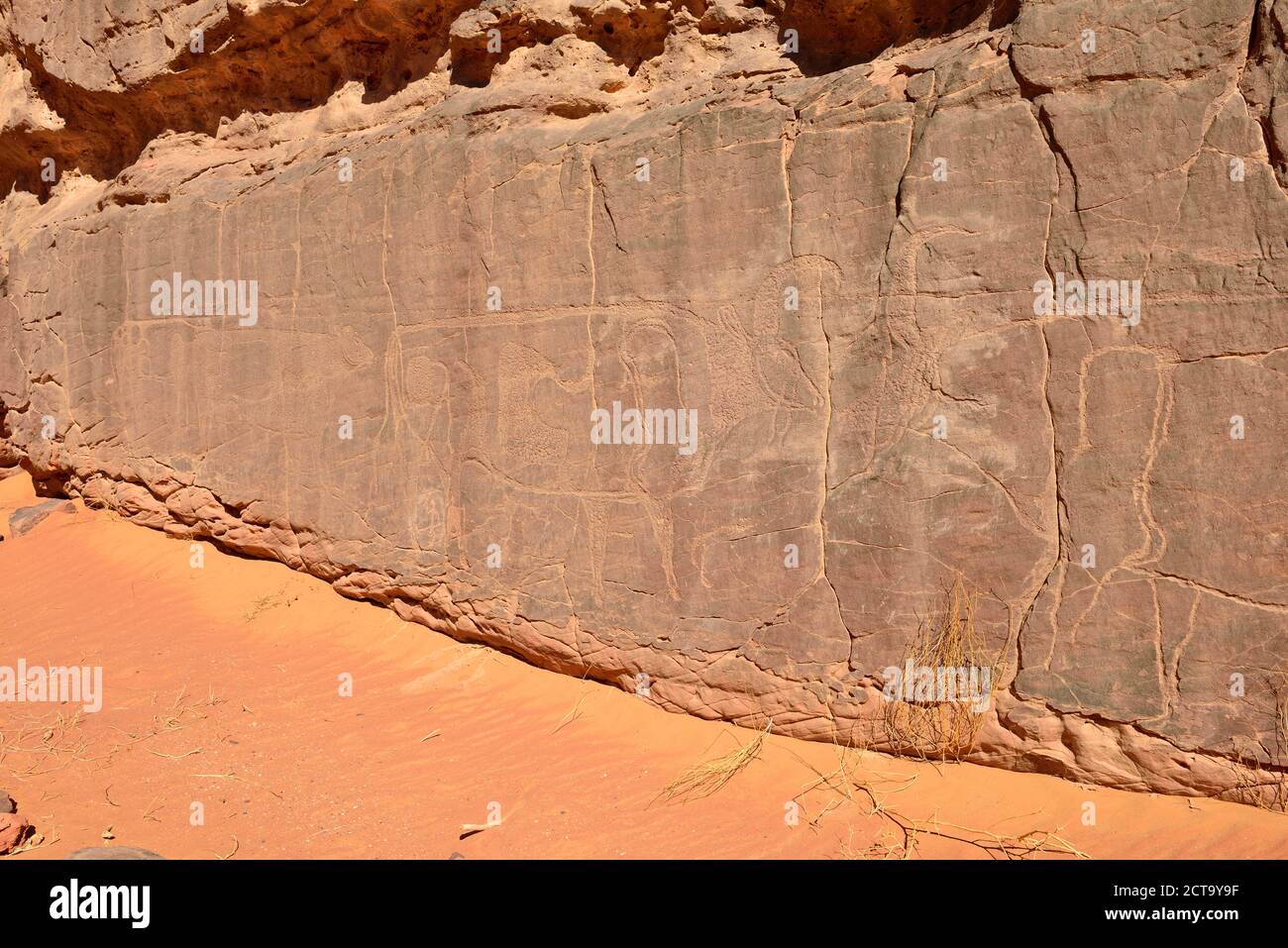 L'Afrique du Nord, Sahara, Algérie, Tassili N'Ajjer, Tadrart, Parc National de l'art rupestre néolithique, rock gravure de vaches et taureaux Banque D'Images