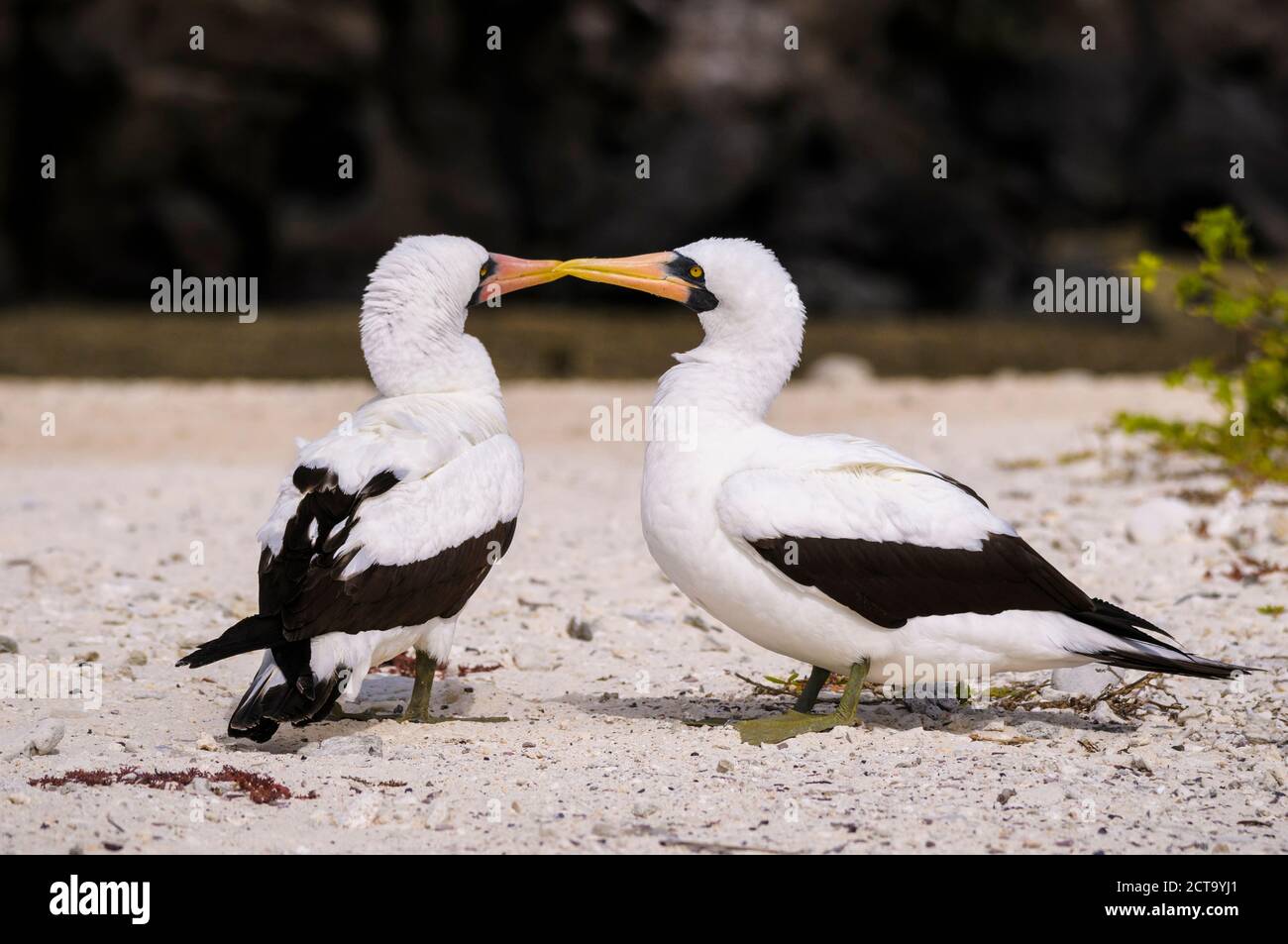 L'Equateur, Galapagos, Genovesa, Nazca boobies, Sula granti Banque D'Images