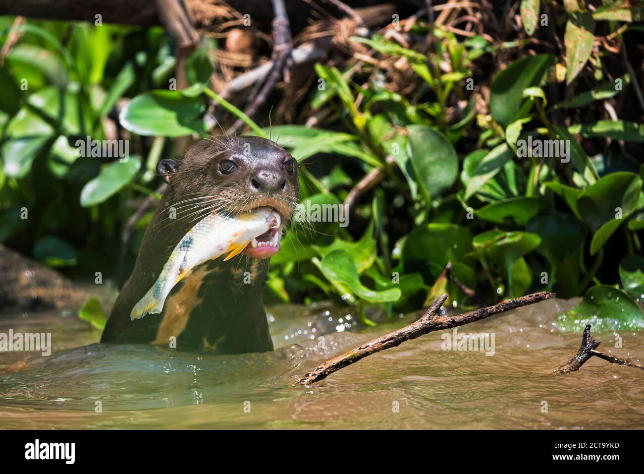 Amérique du Sud, Brasilia, Mato Grosso do Sul, Pantanal, rivière Cuiaba, loutre géant, Pteronura brasiliensis, avec poisson Banque D'Images