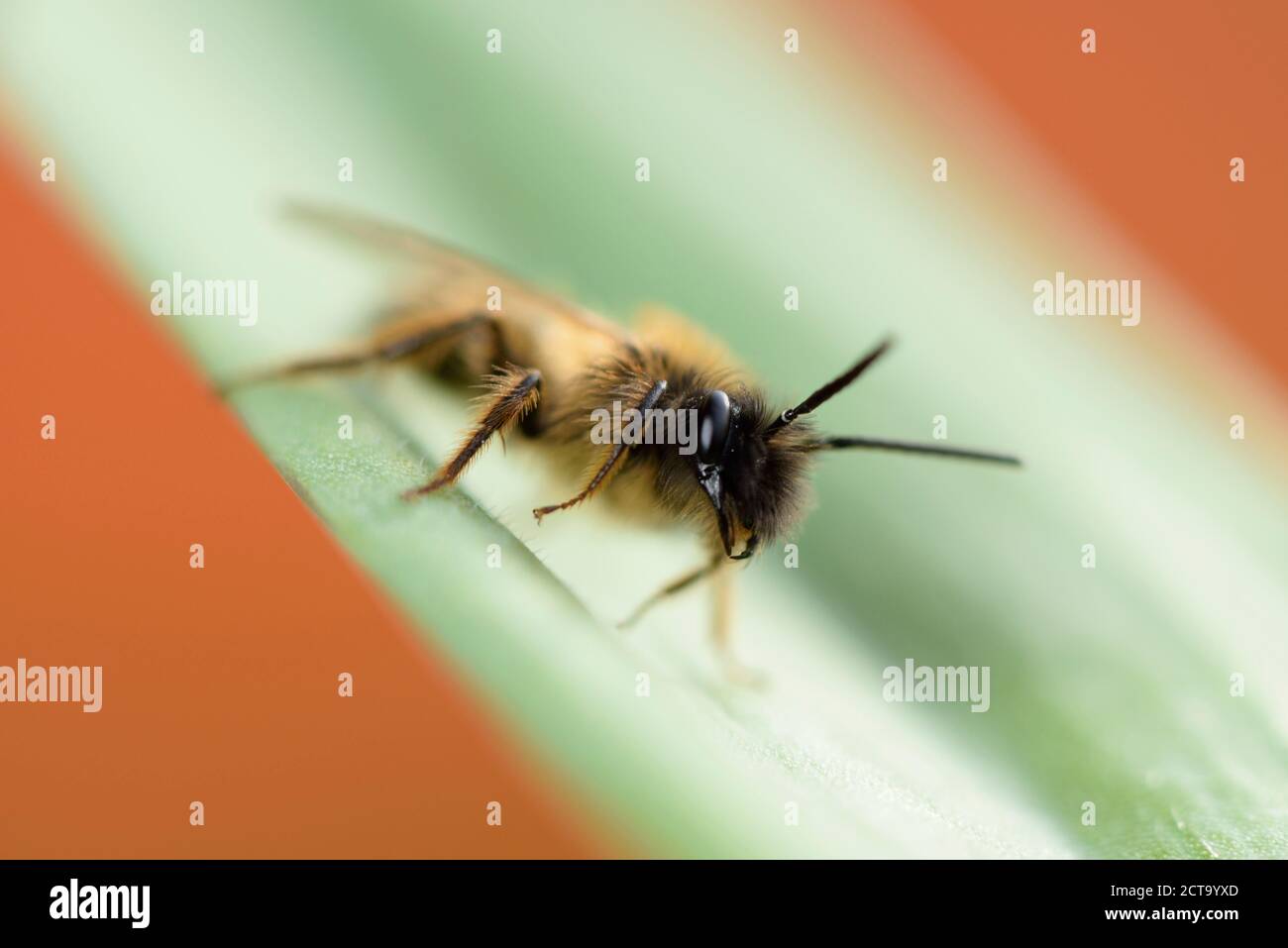 Miner, abeille Andrena, on leaf Banque D'Images